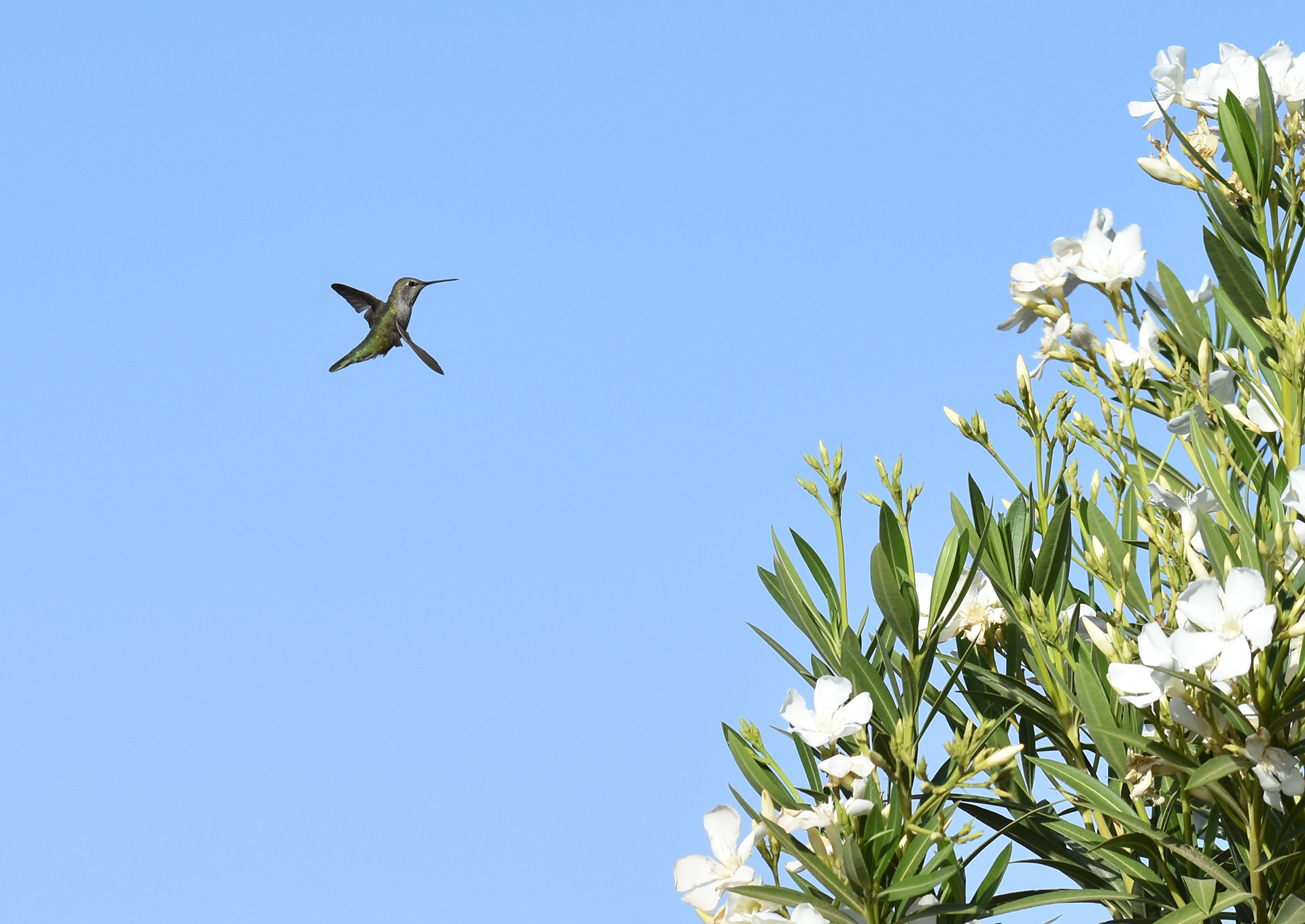 Baby in Flight