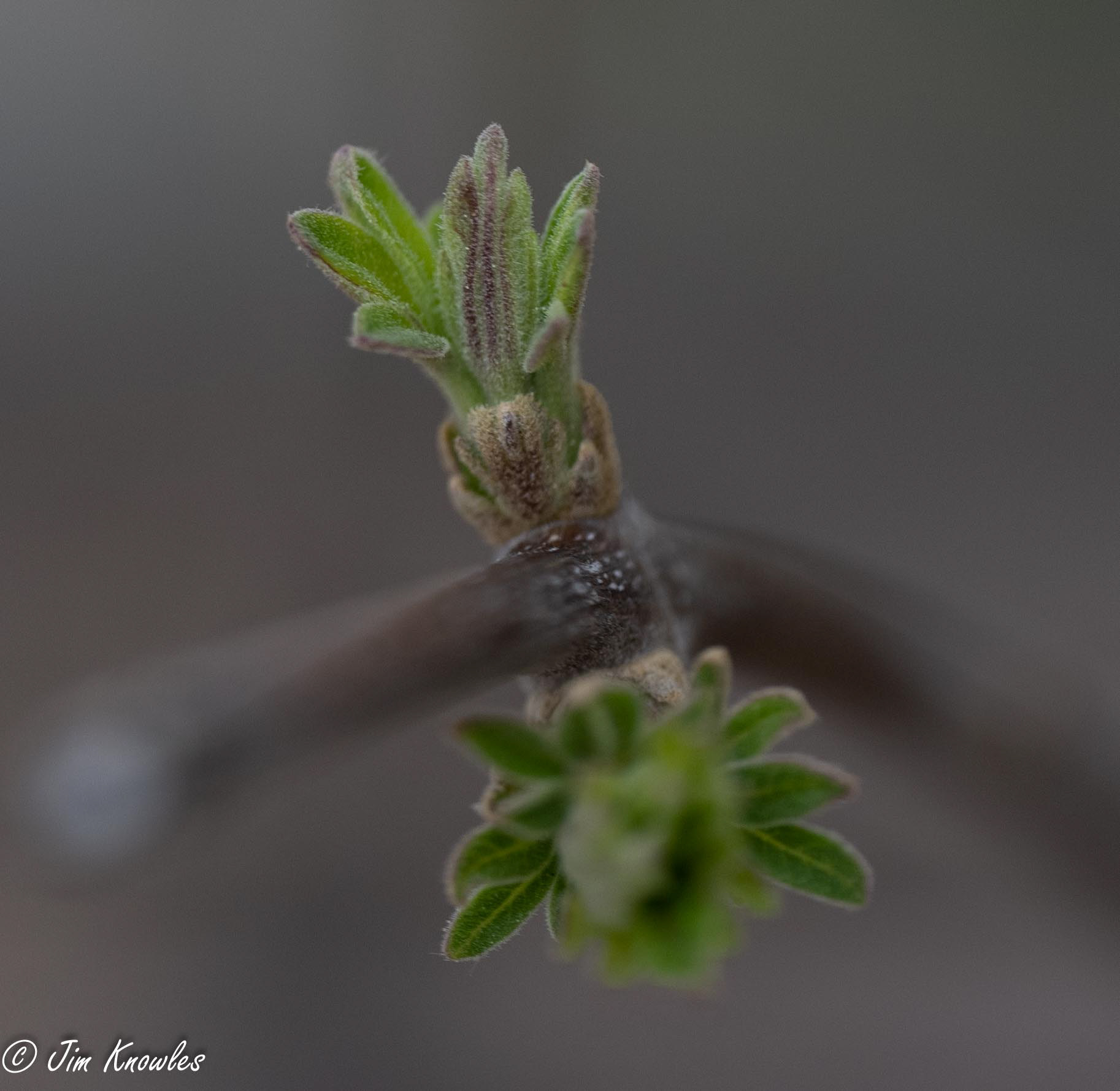 Starting to bloom