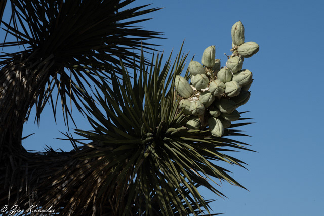 Joshua Tree fruit