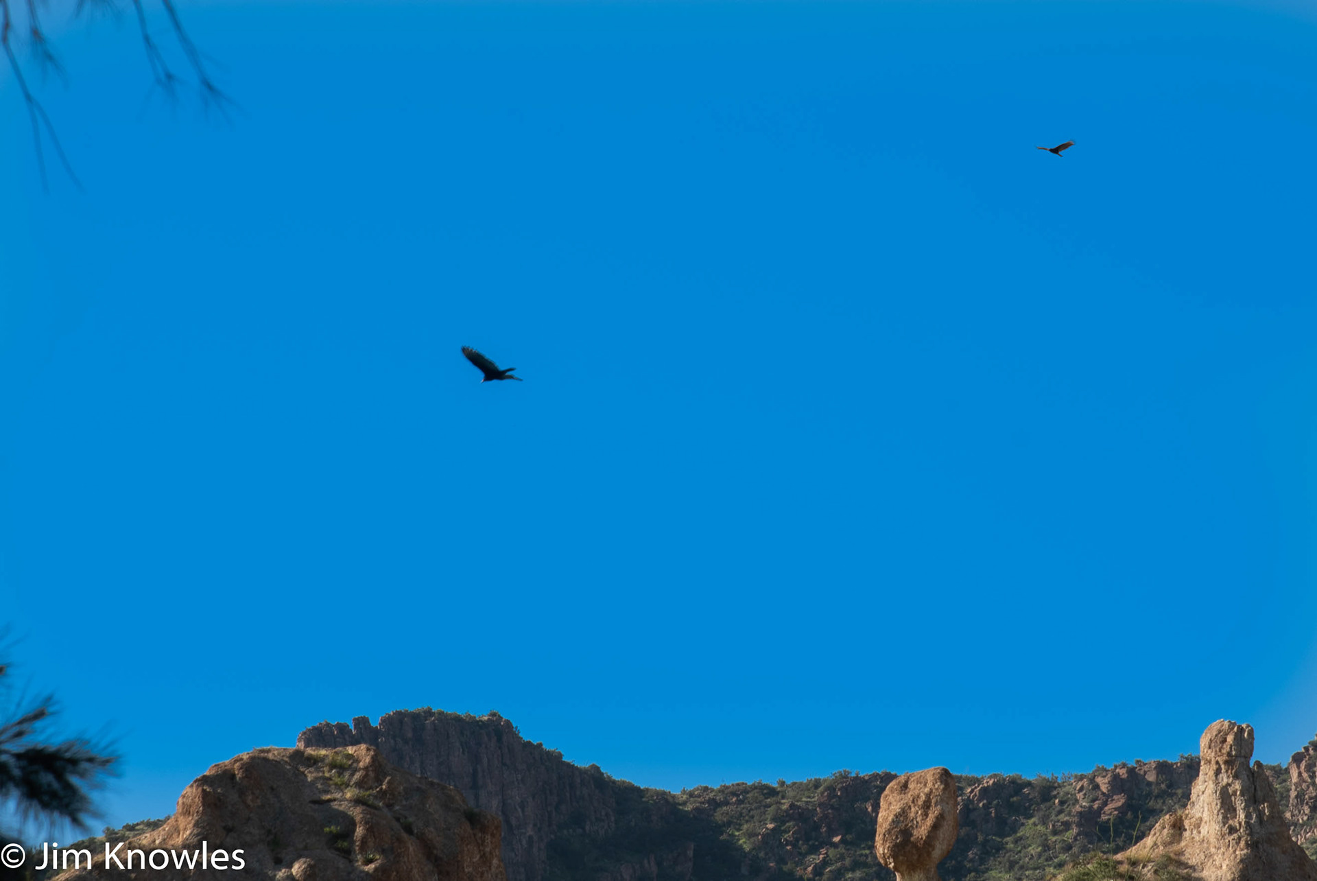Birds gliding over Picketpost