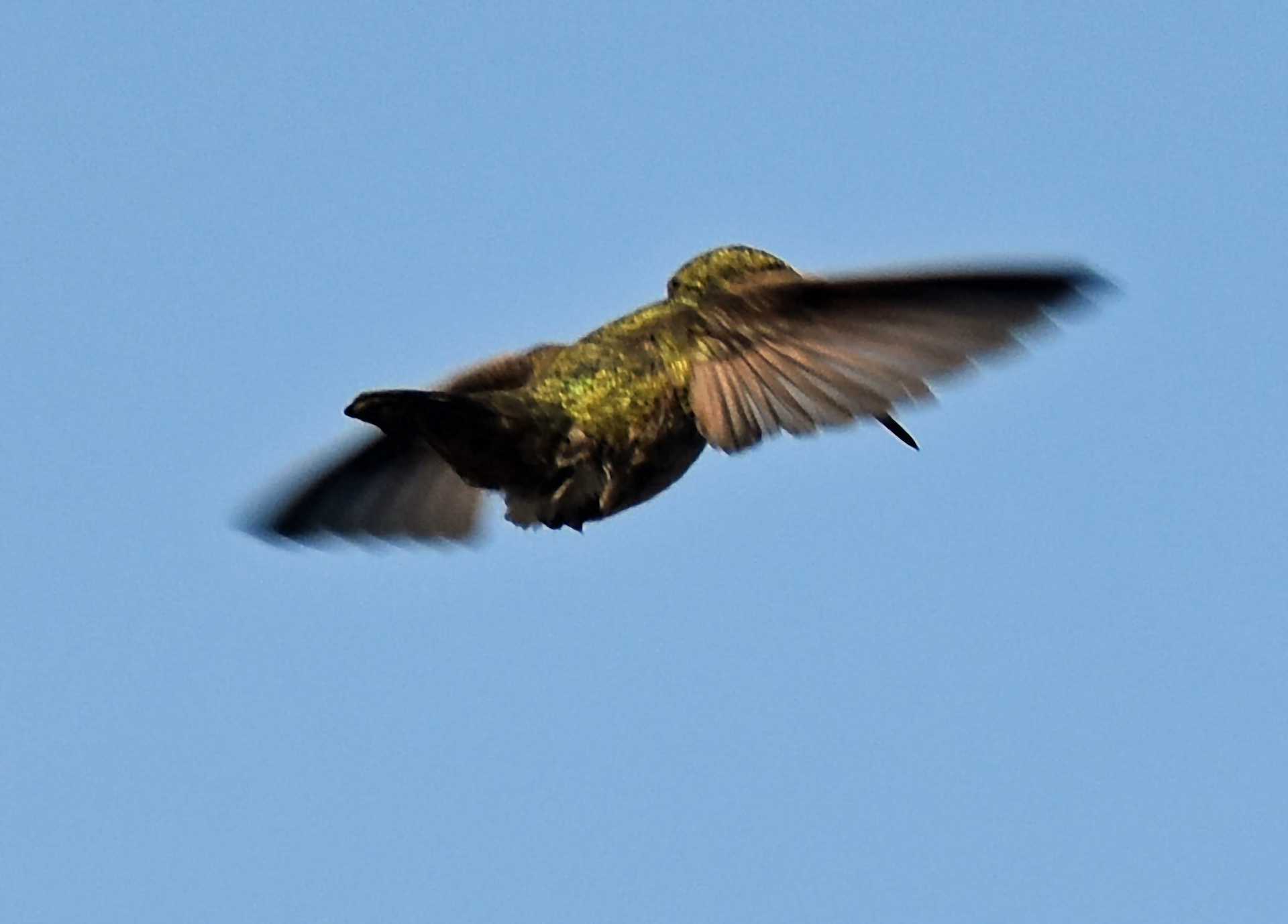 Baby in Flight