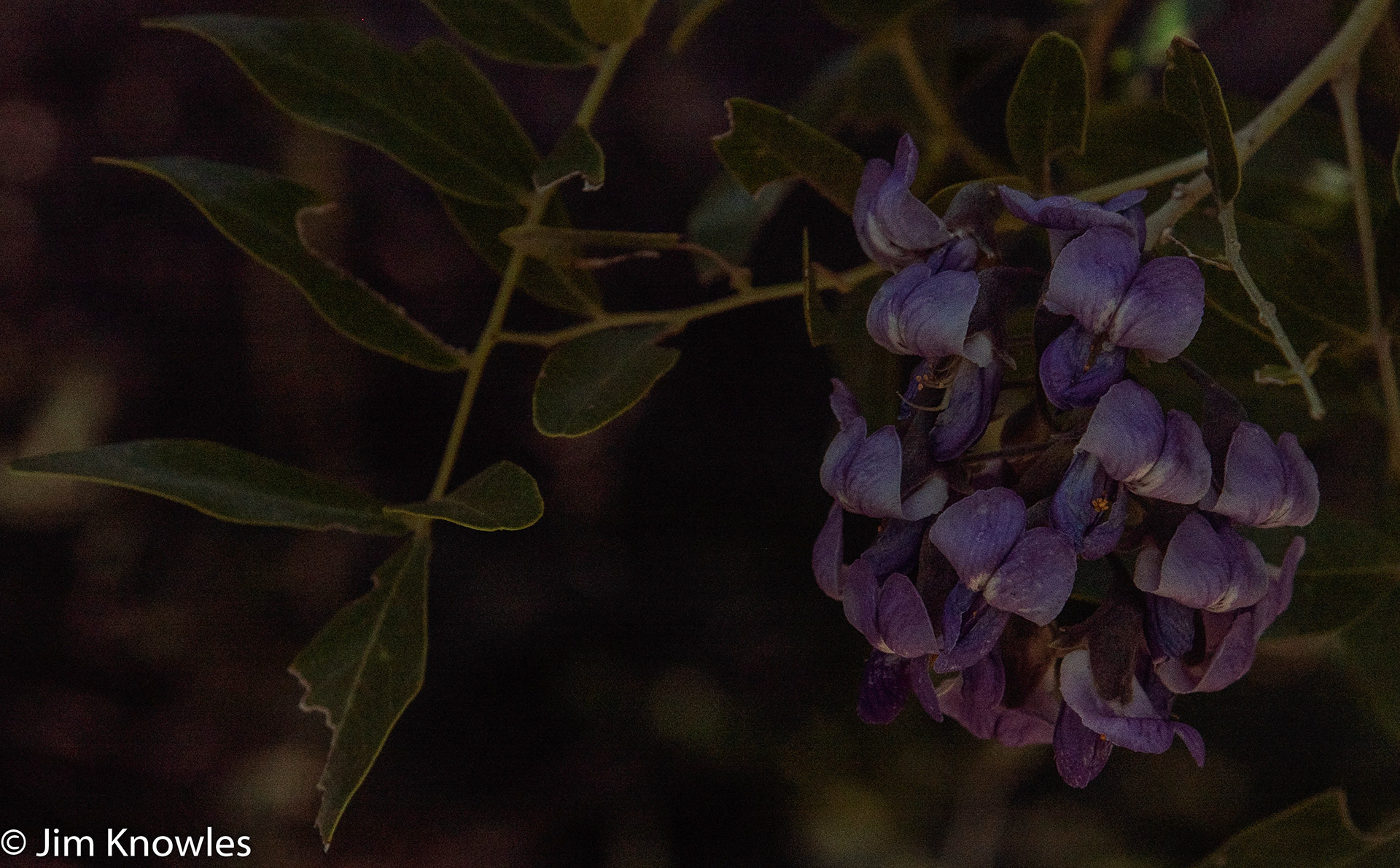 I have to go back just to see what these flowers are called.
