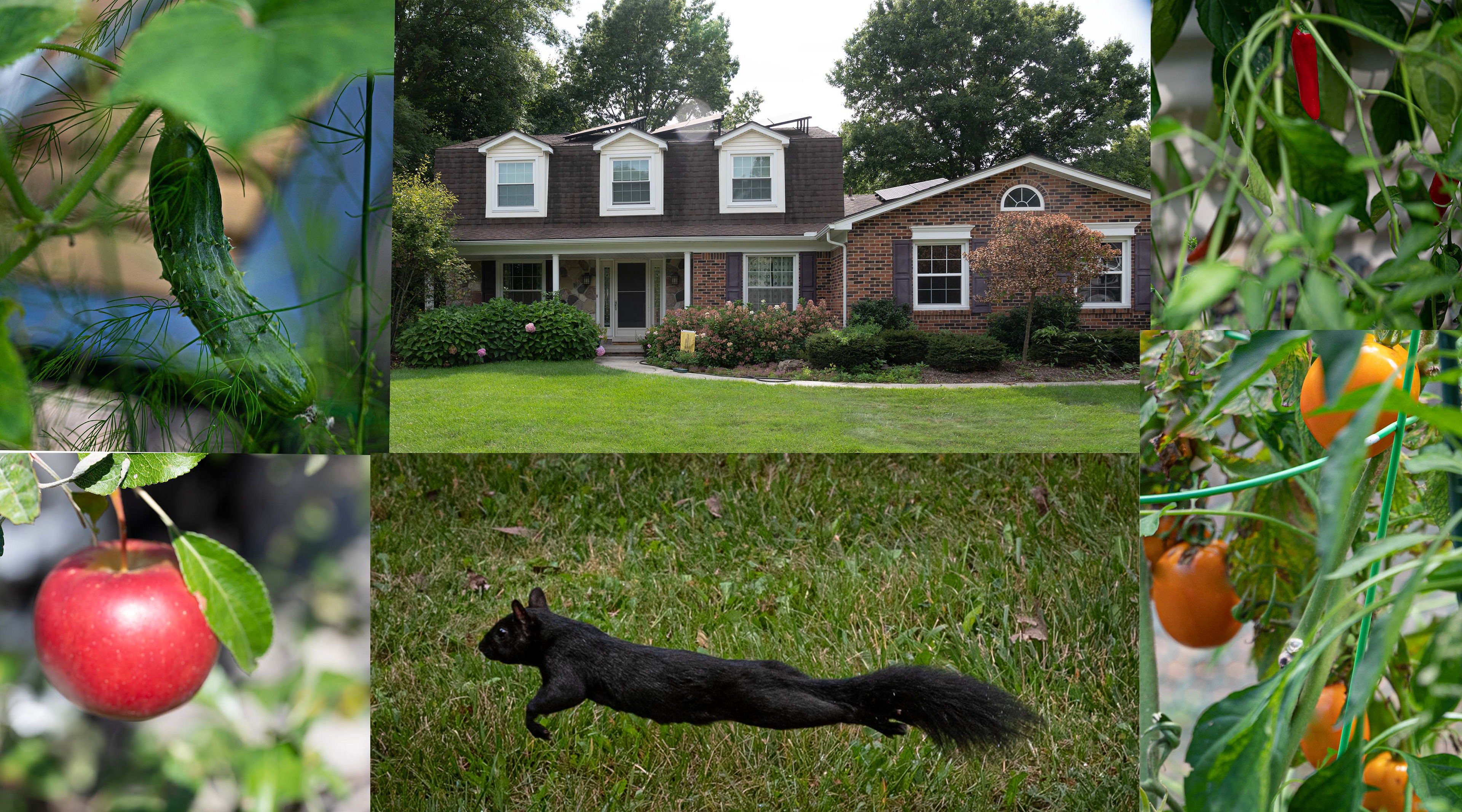 House, Garden, and Wildlife