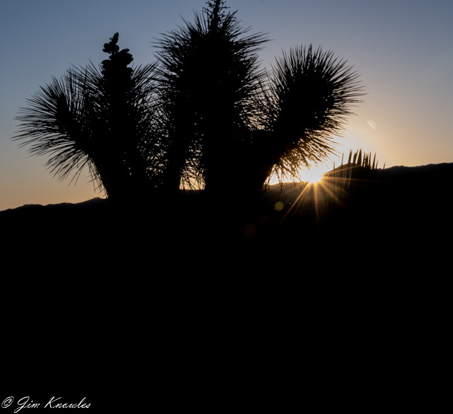Sun Rise in Joshua Tree