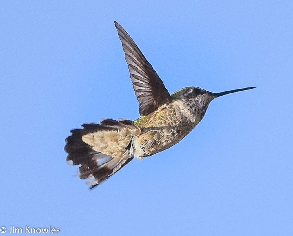 I can fly