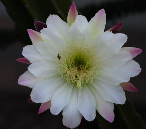 Bee getting its fill on flower