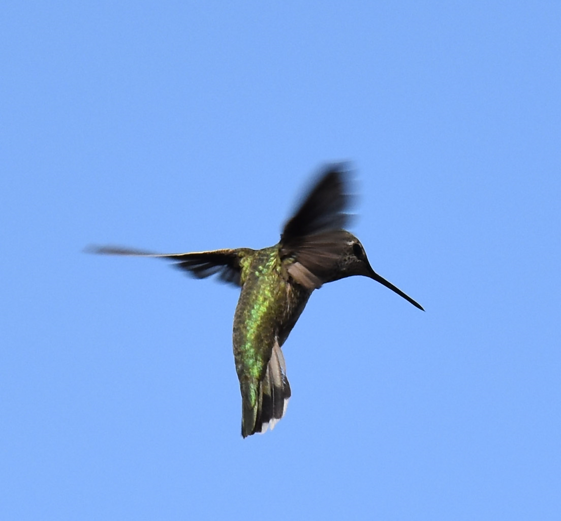 Baby in Flight