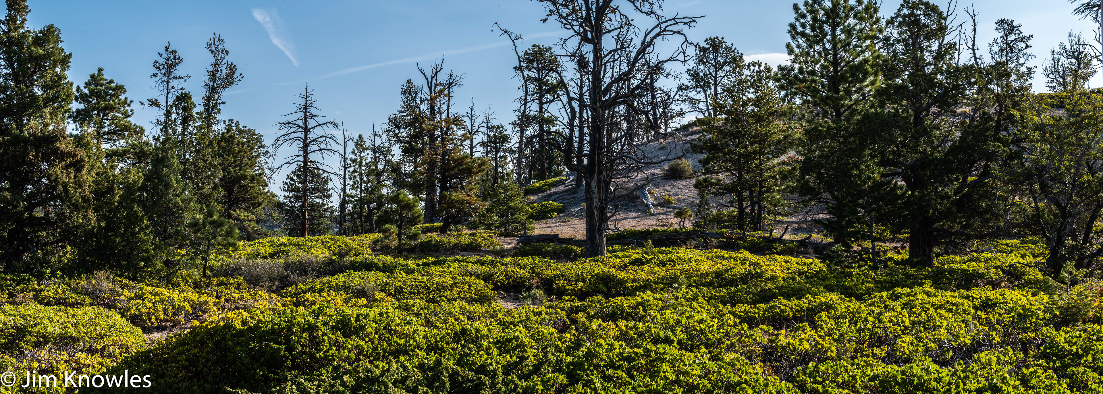 You can see how the forest is starting to come back