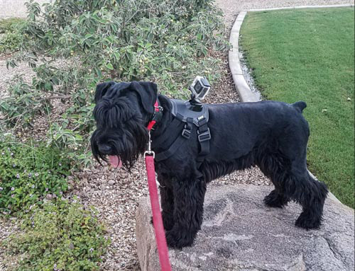 Rey ready to take her own pictures