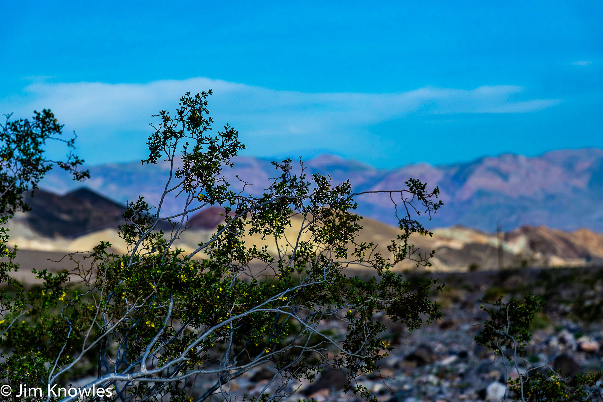 Even behind a mesquite it is beautiful