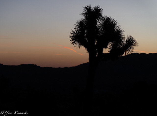 Joshua Tree awaits the sun