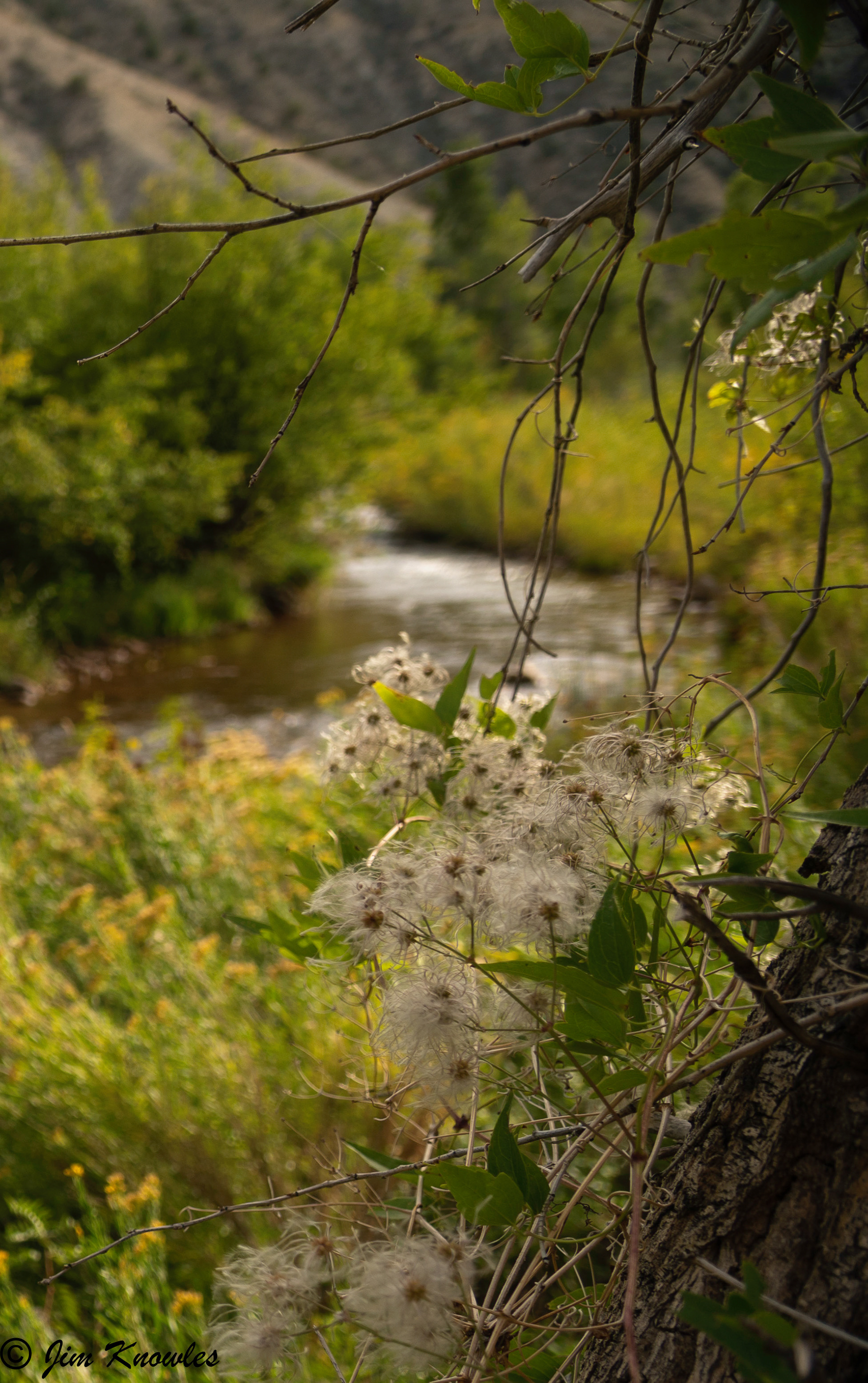 Tried dirred focal lengths