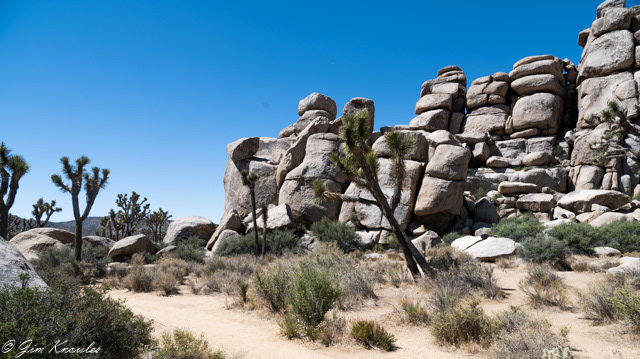 The Joshua Trees grows about an inch a year