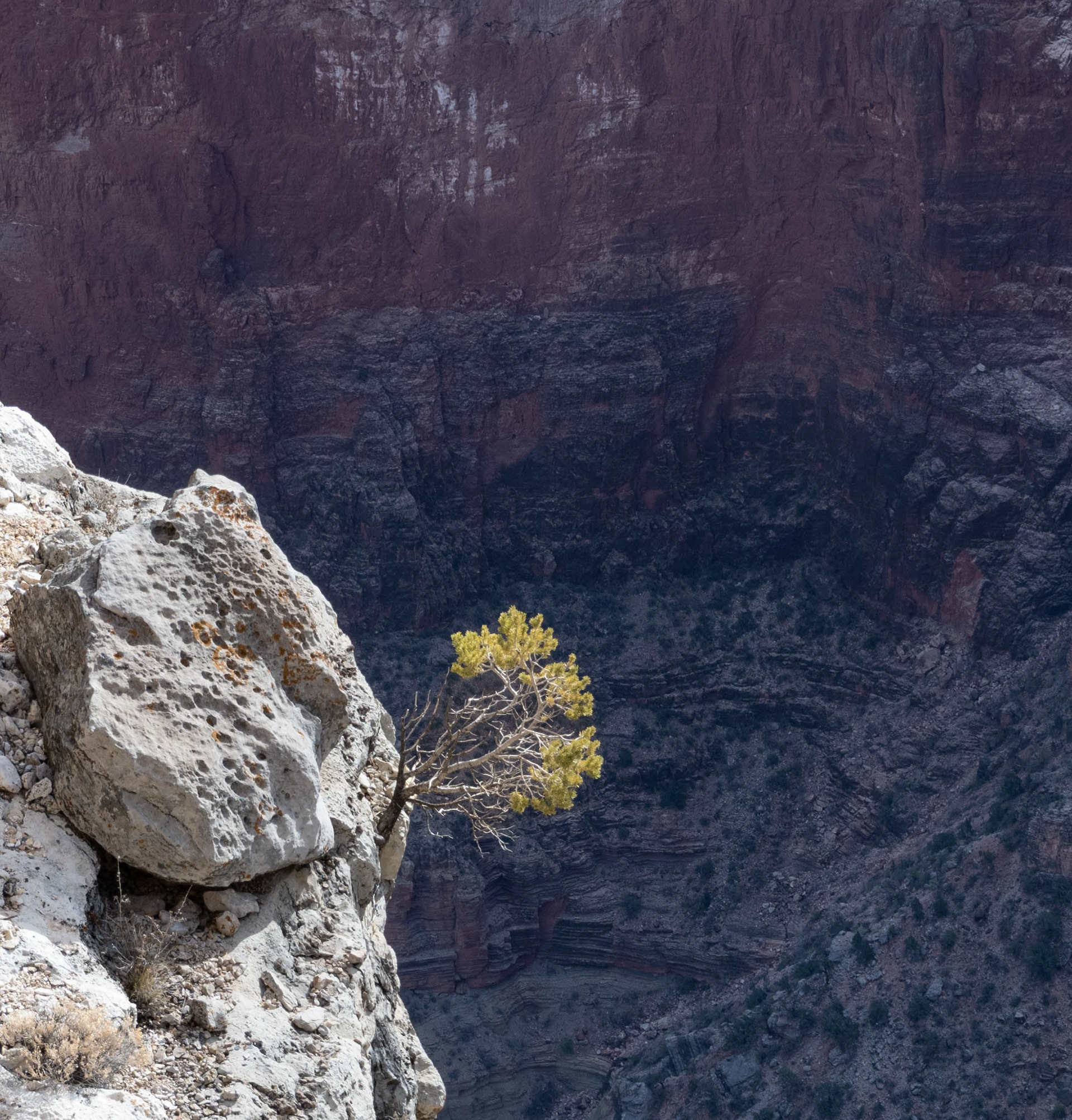 Tree growing out of rock