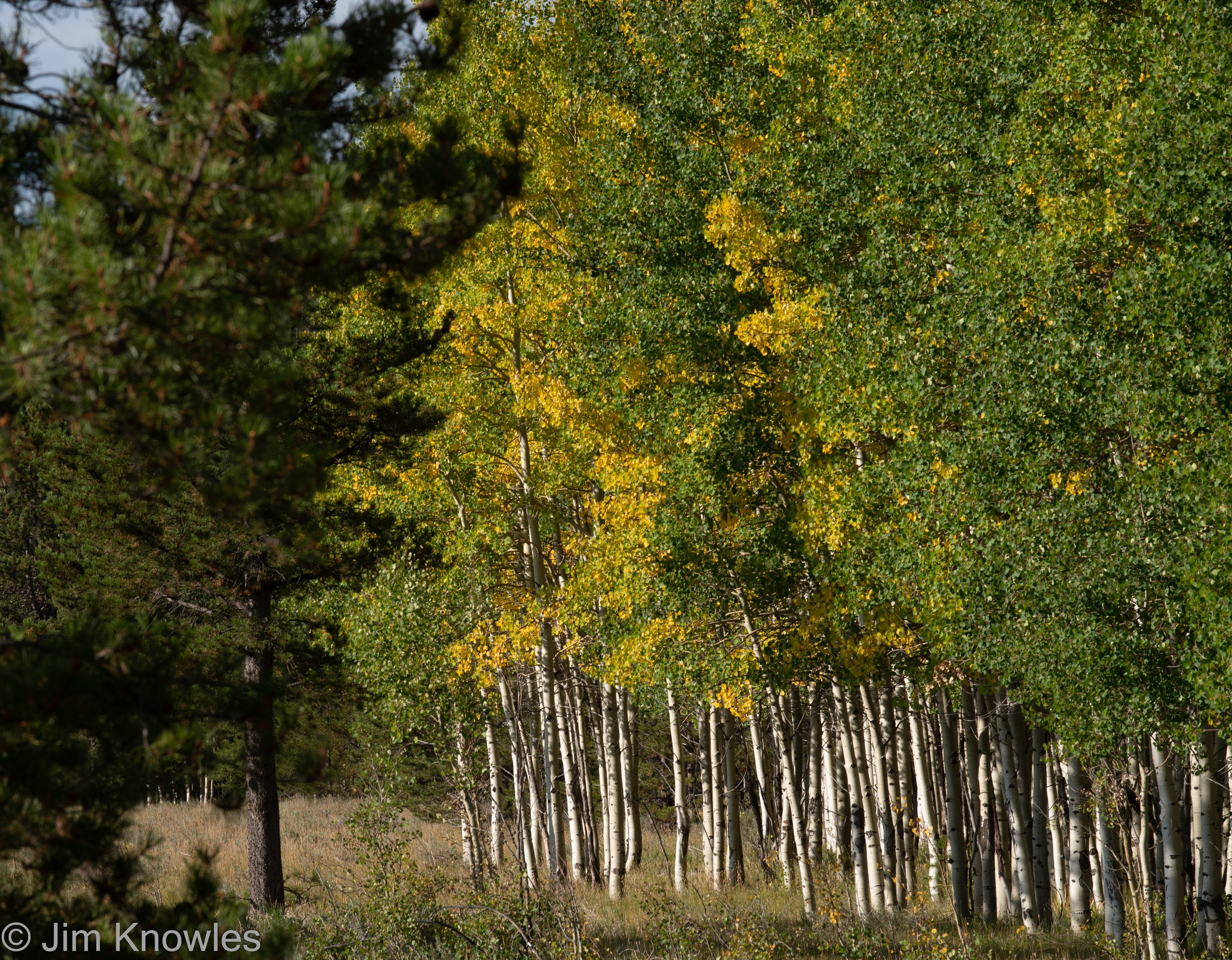 The aspens were beautiful