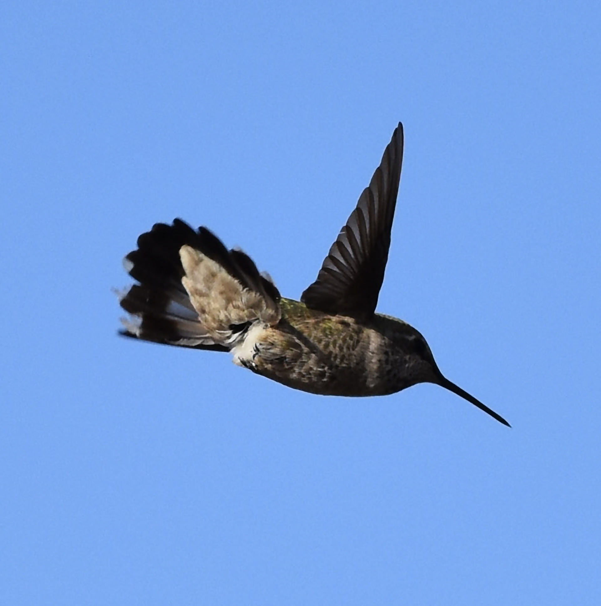 Baby in Flight
