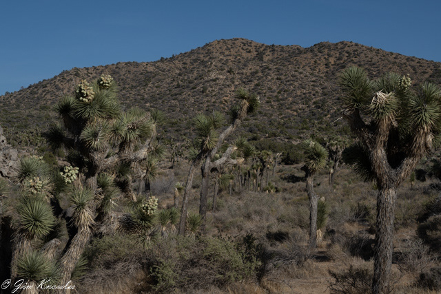 The park covers the Mojave and Colorado Desterts