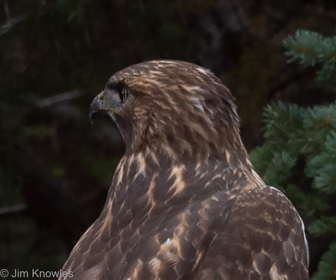 Hawk eying his prey