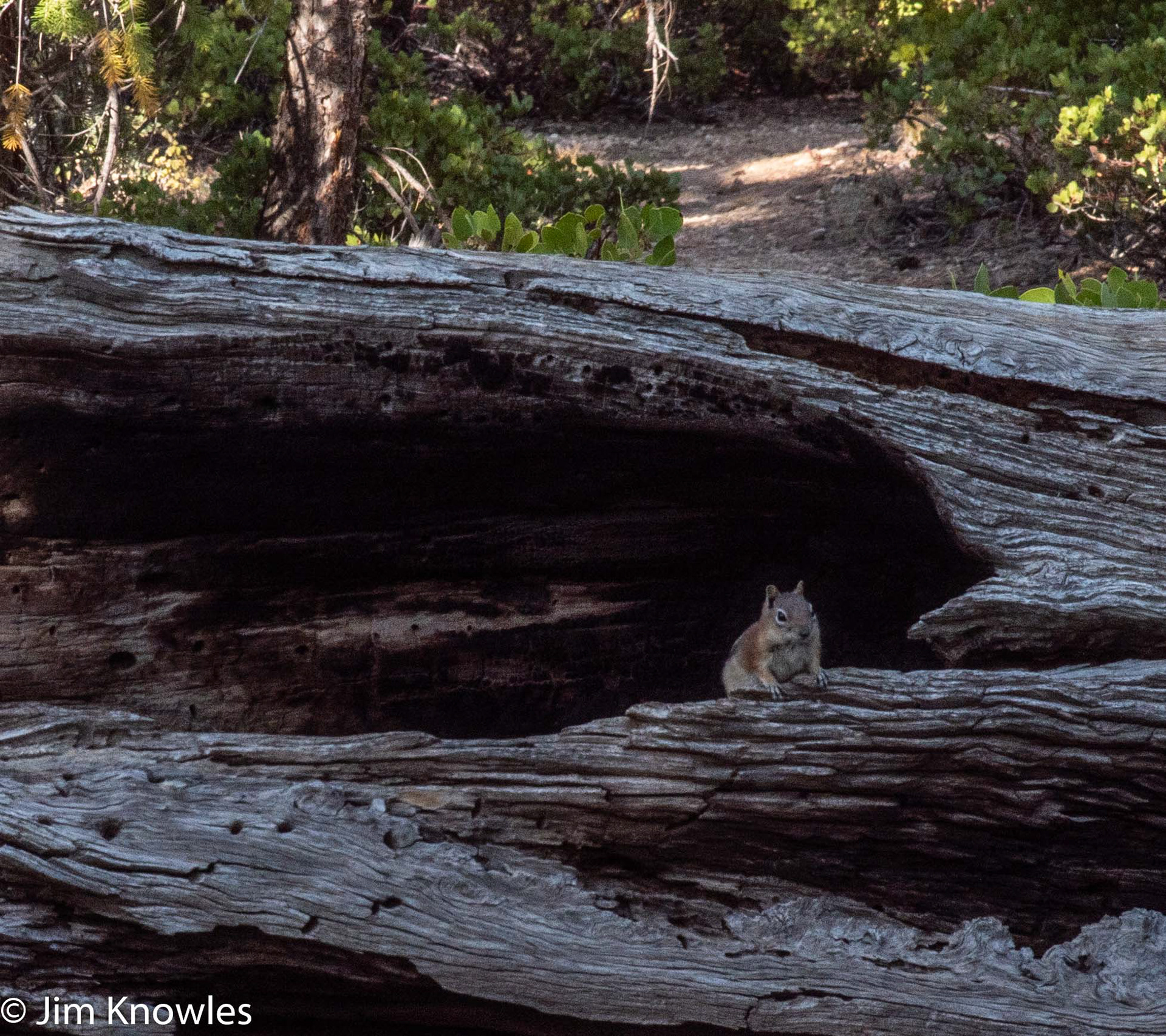Chipmunk log