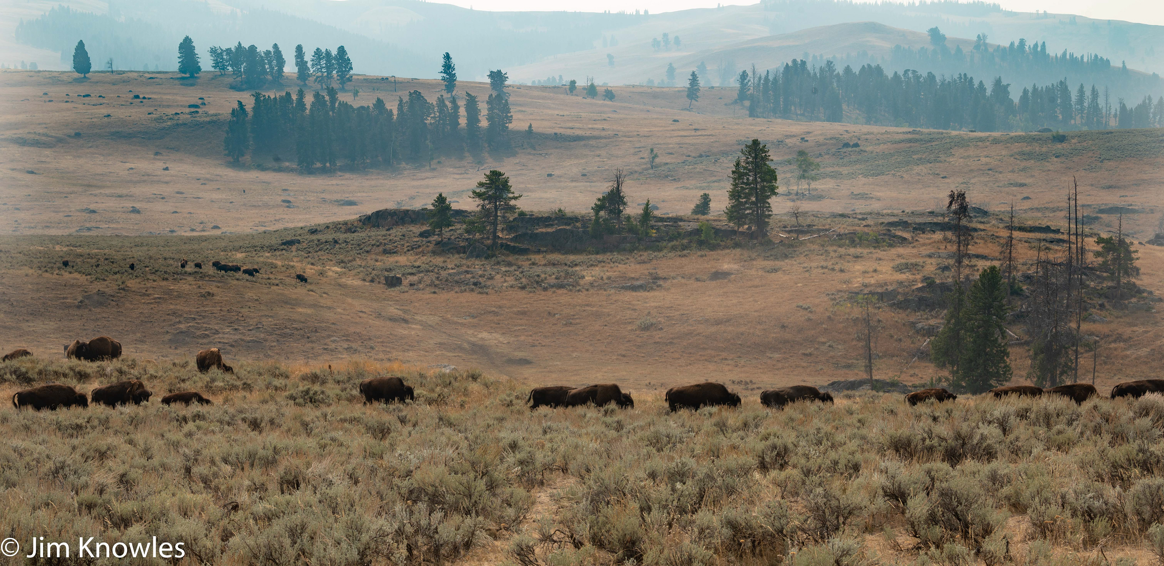 Herd on the move in the afternoon