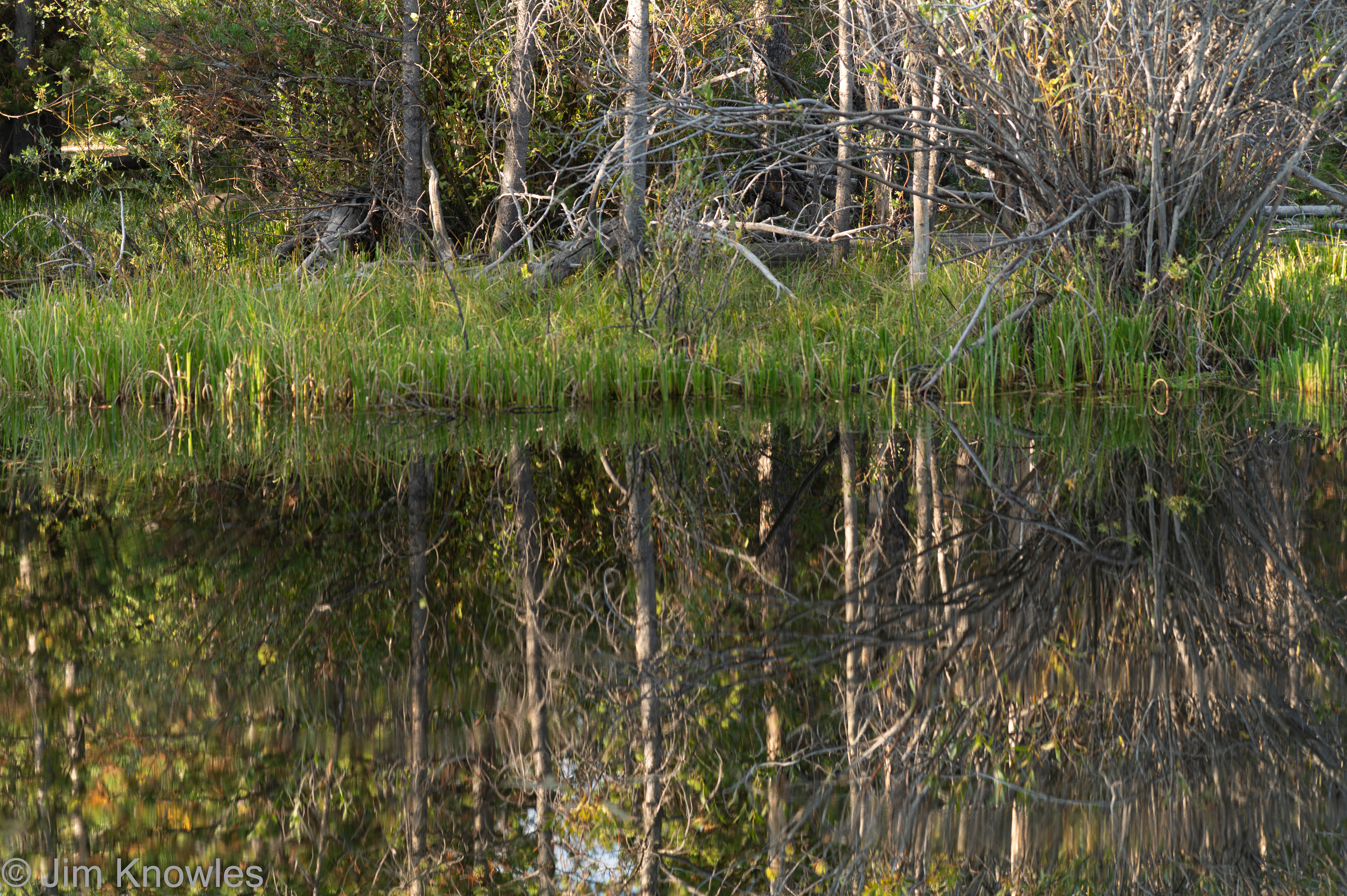 The reflections were great.