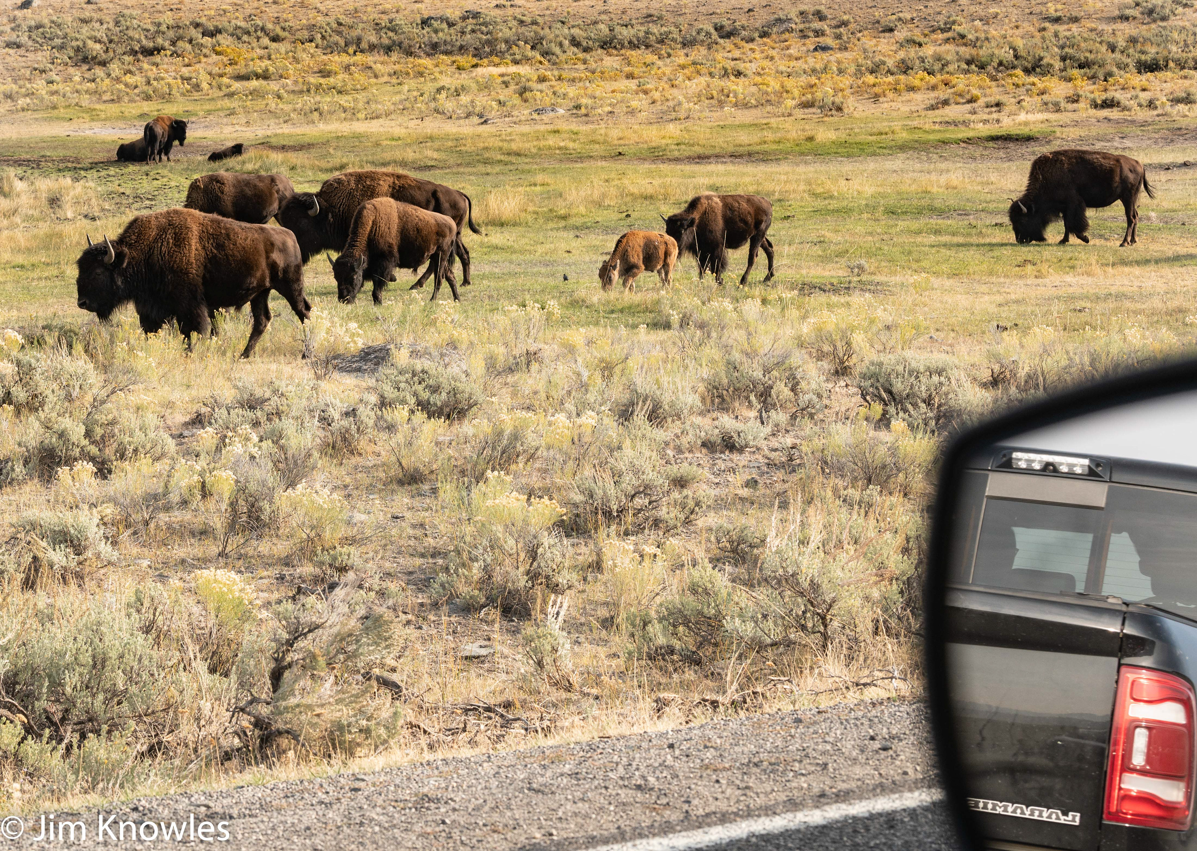 Herd