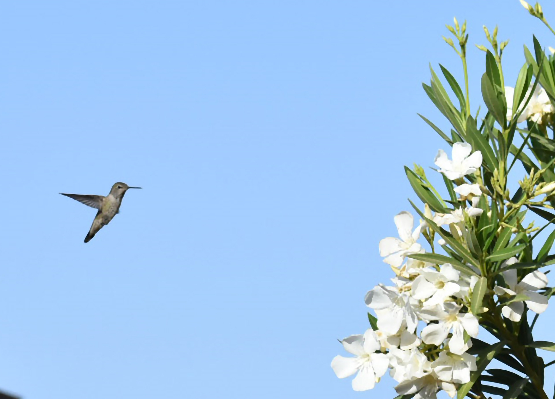 Baby in  flight