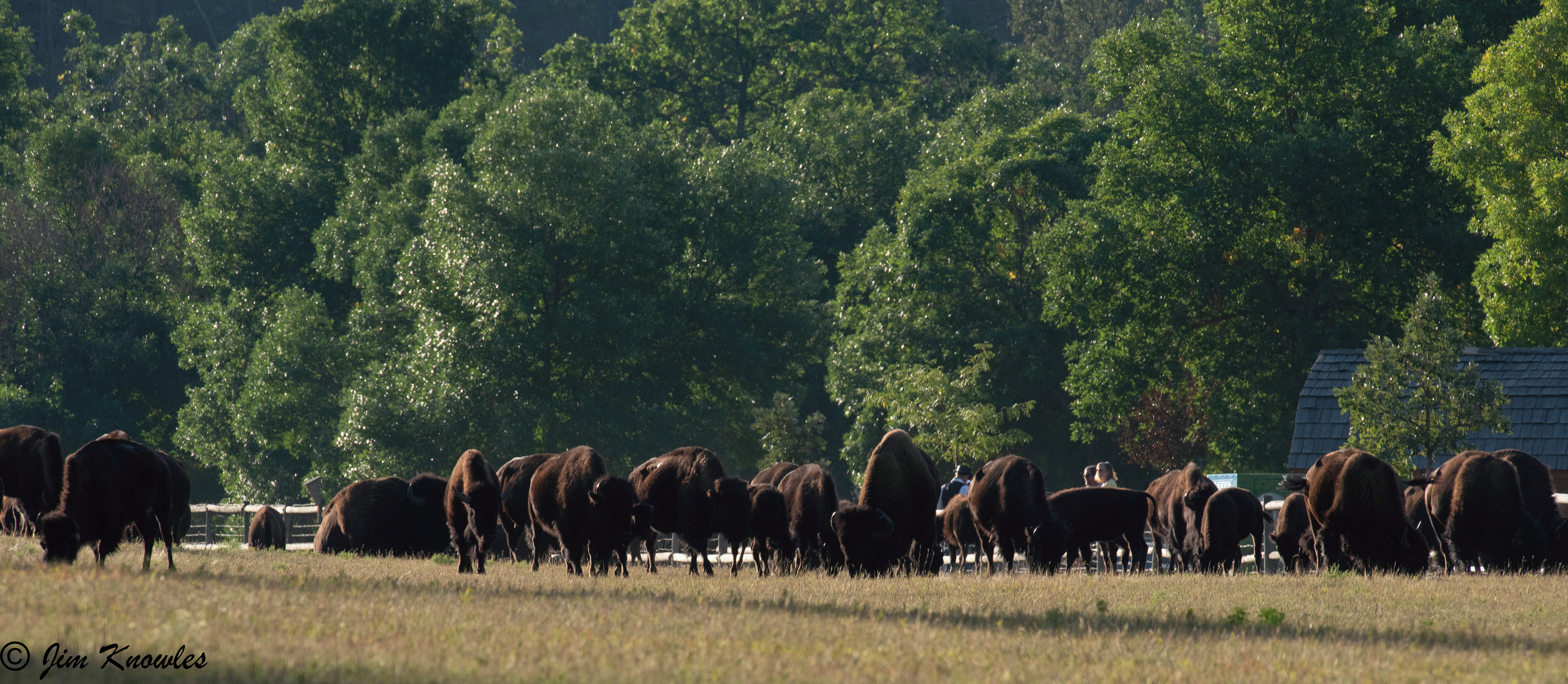Every morning this herd comes past the RV park, so they can take pictures
