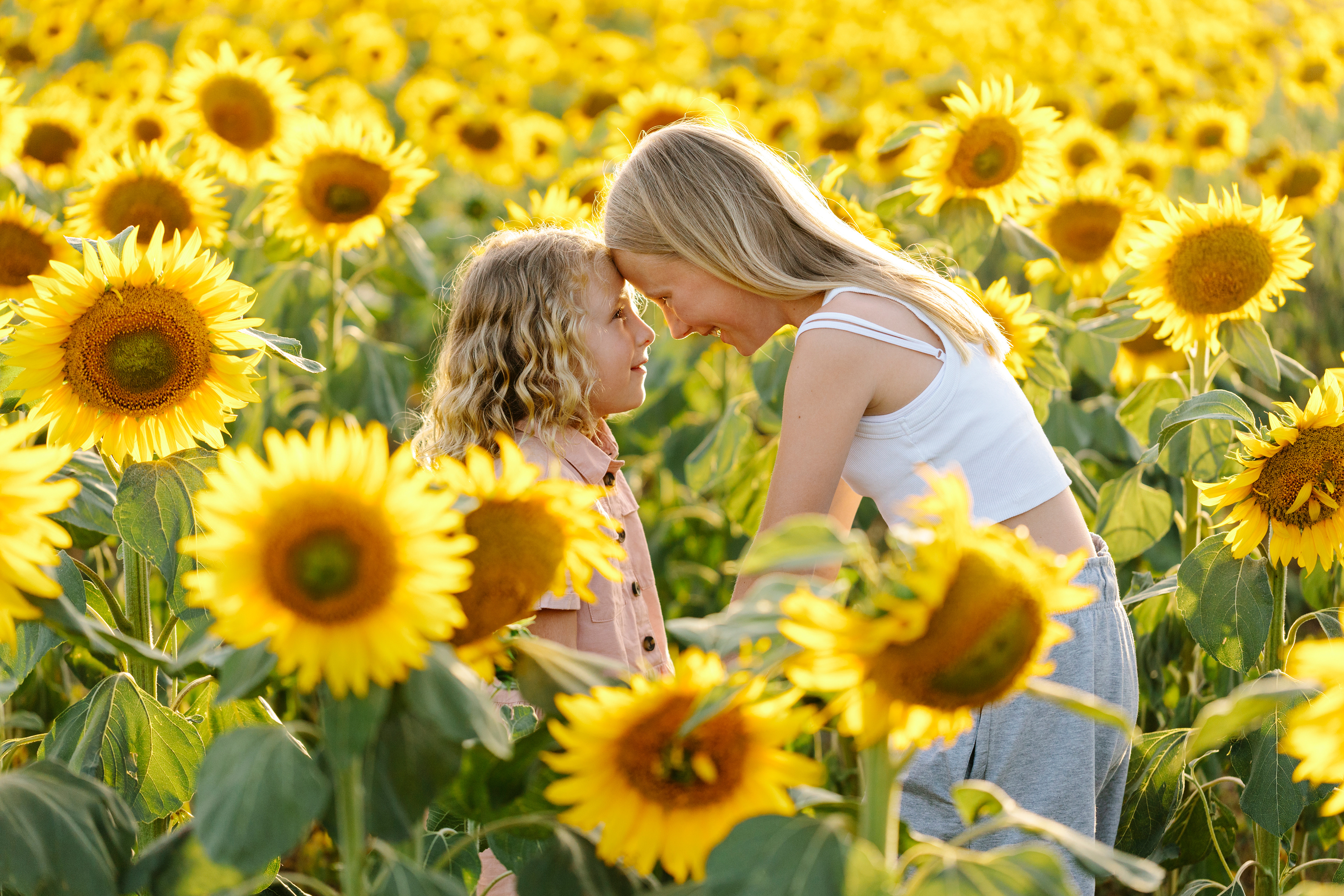 Sunflowers and whispers — tender talks in golden fields. By Svetlana Iakusheva