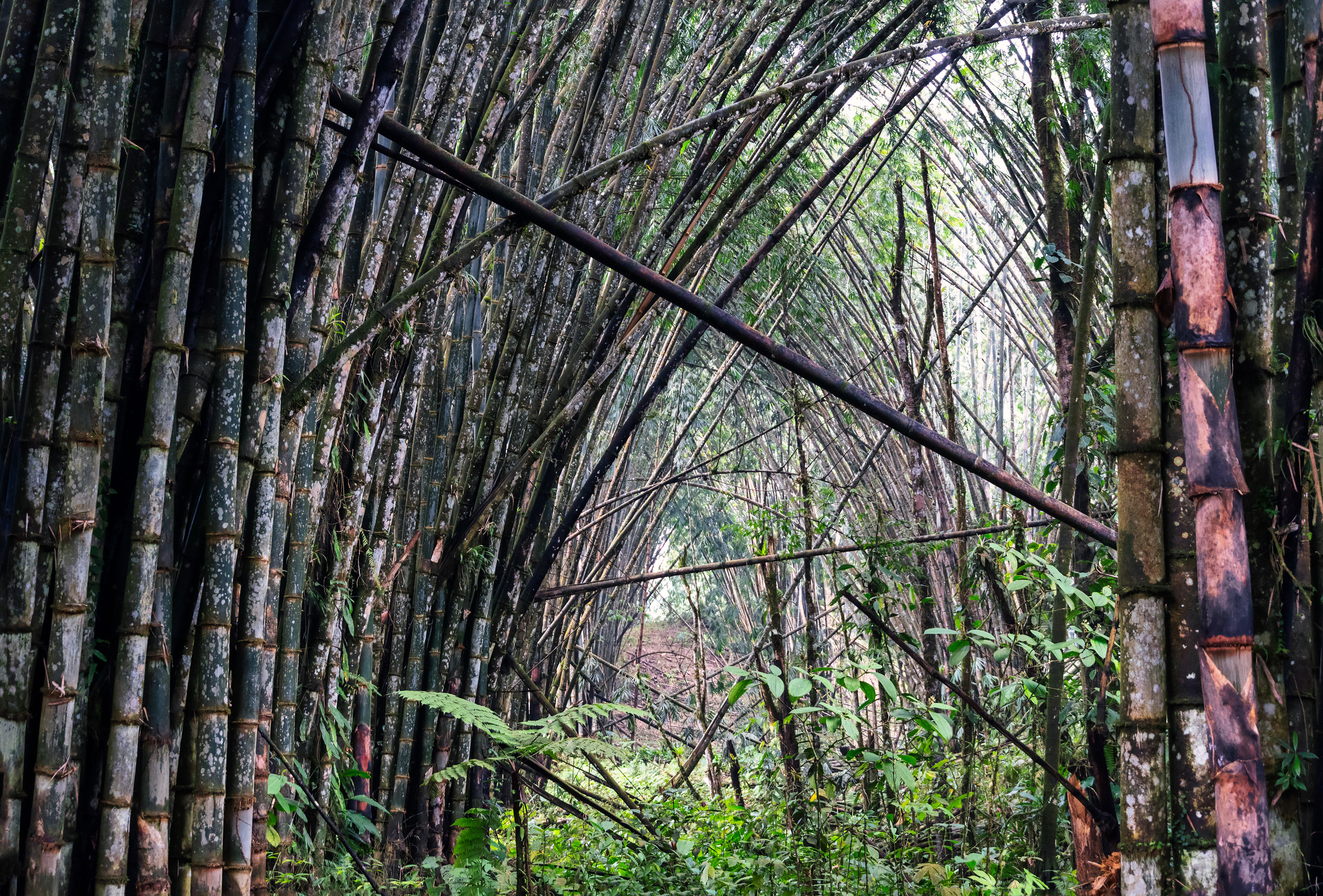 Mindo Cloudforest Forest, Ecuador