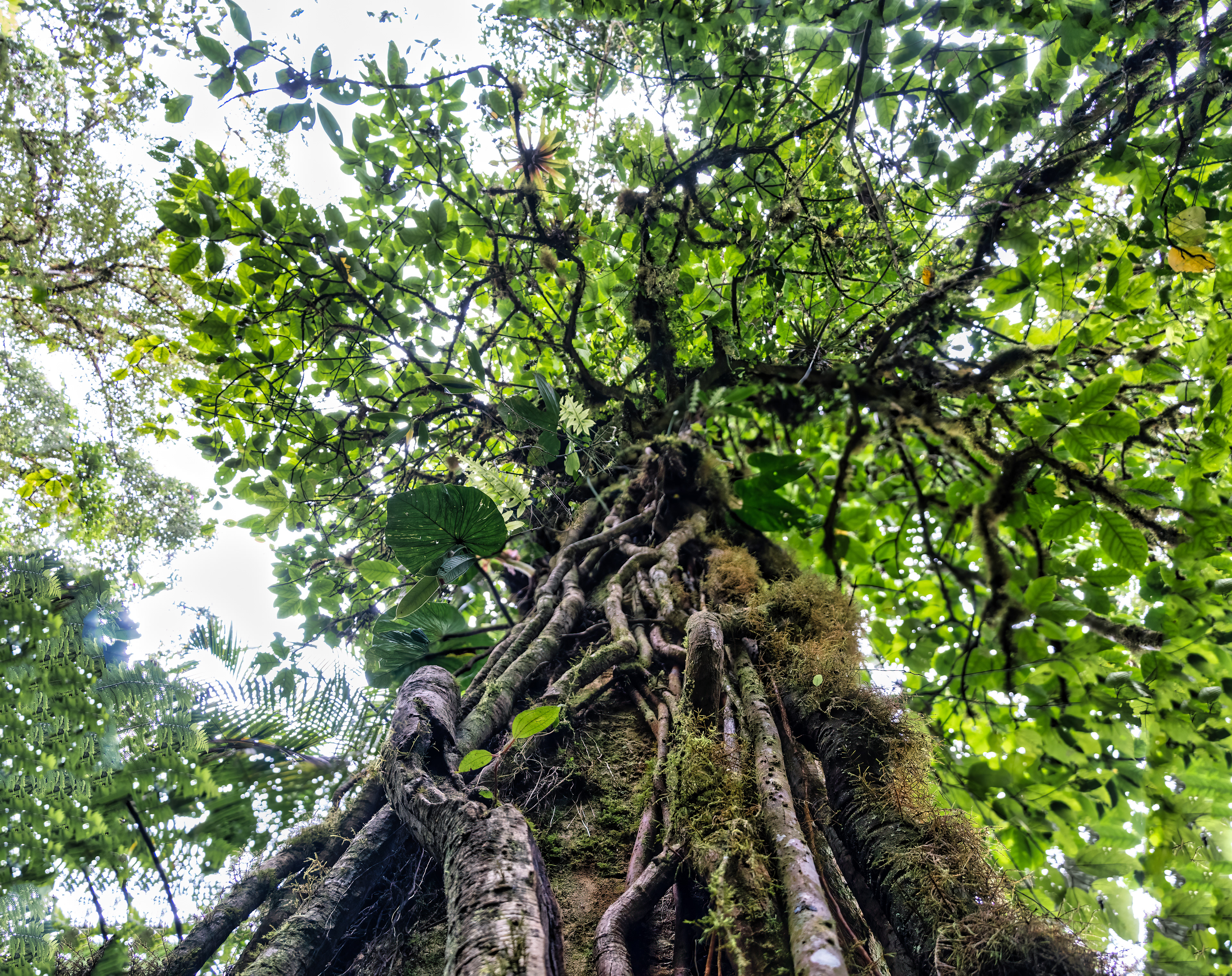 Mindo Cloudforest Forest, Ecuador