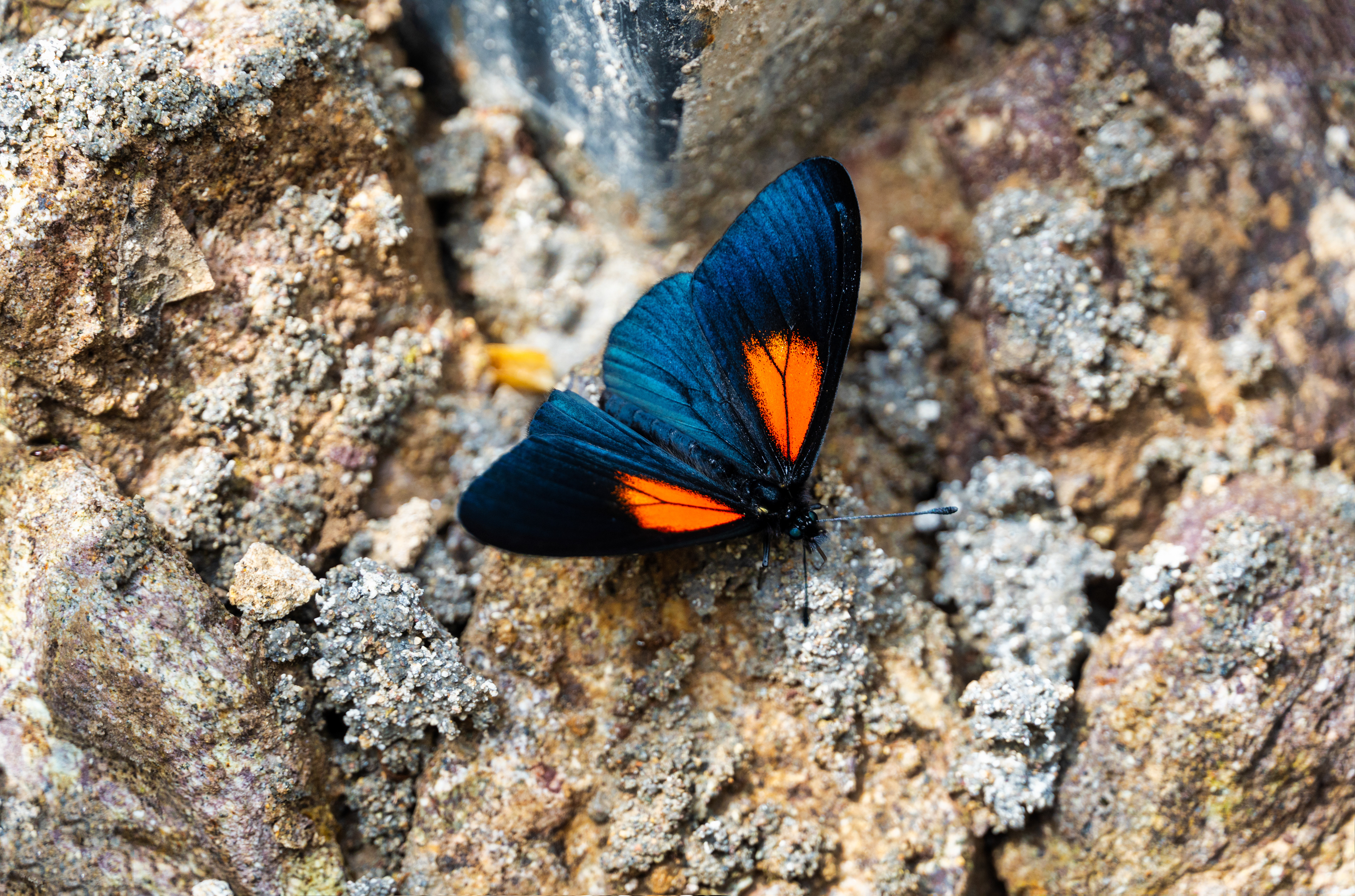 Mindo, Ecuador