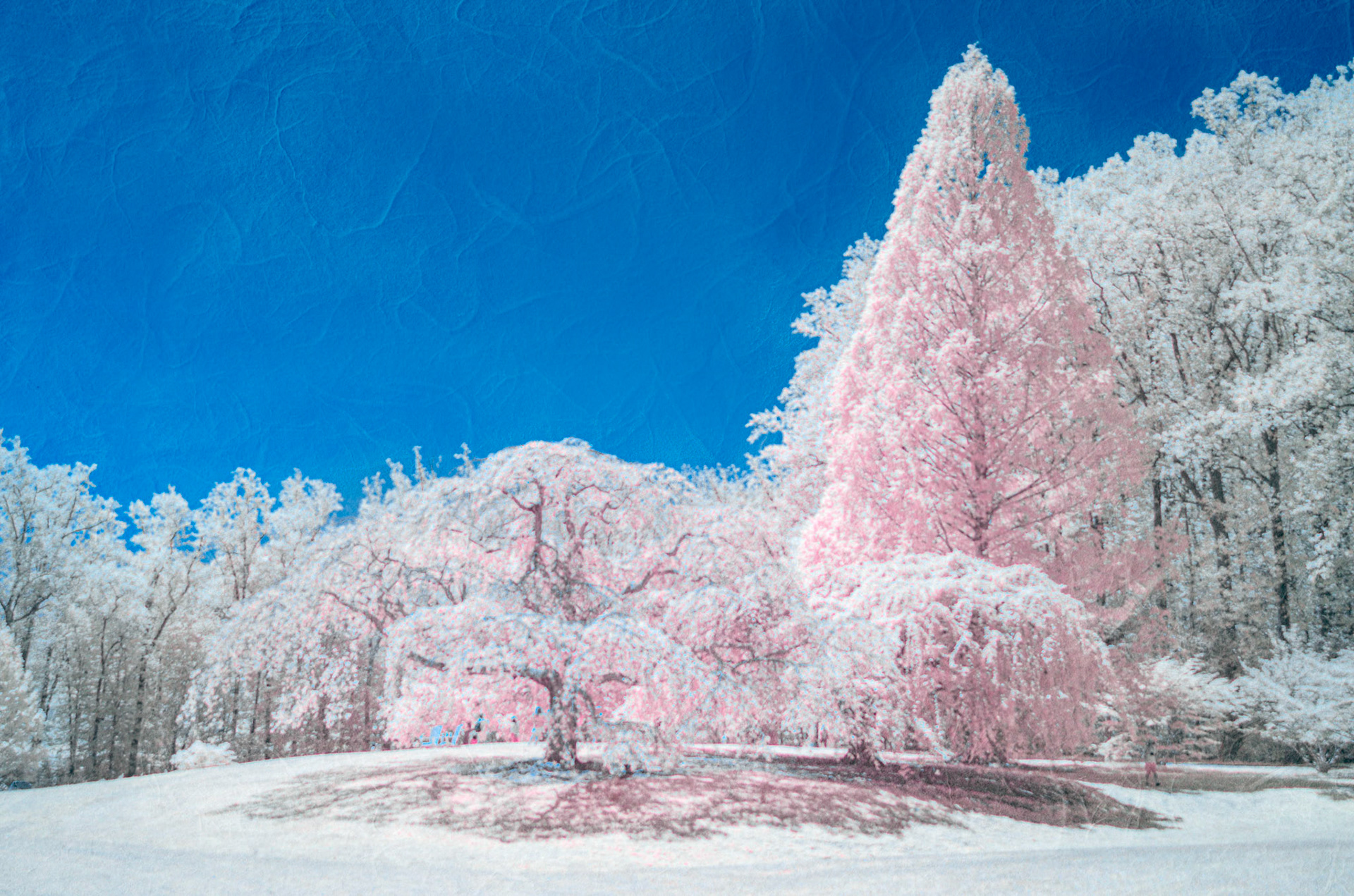 Spring in Brookside Gardens (infrared interpretation)