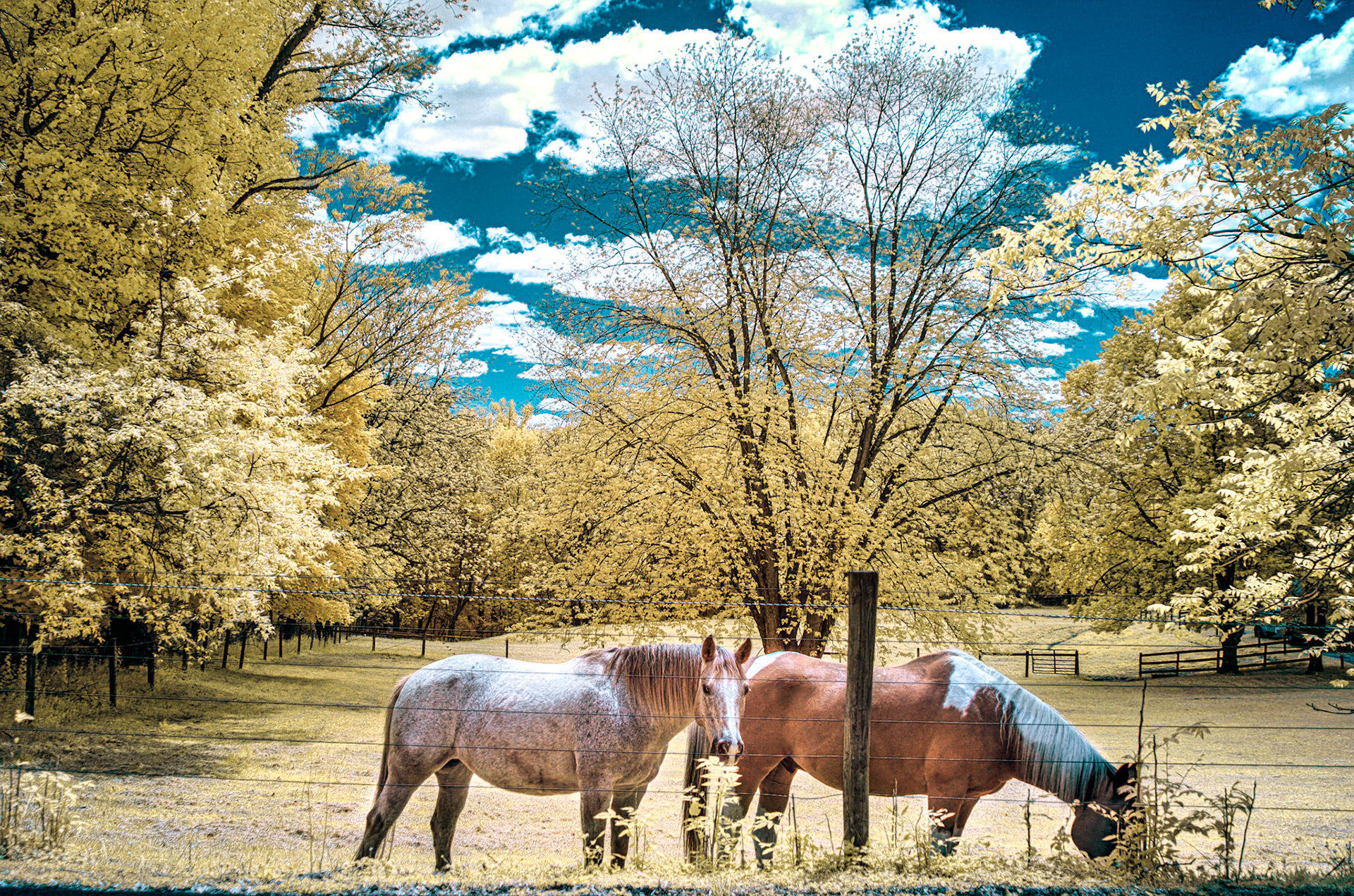Equine neighbors (infrared interpretation)