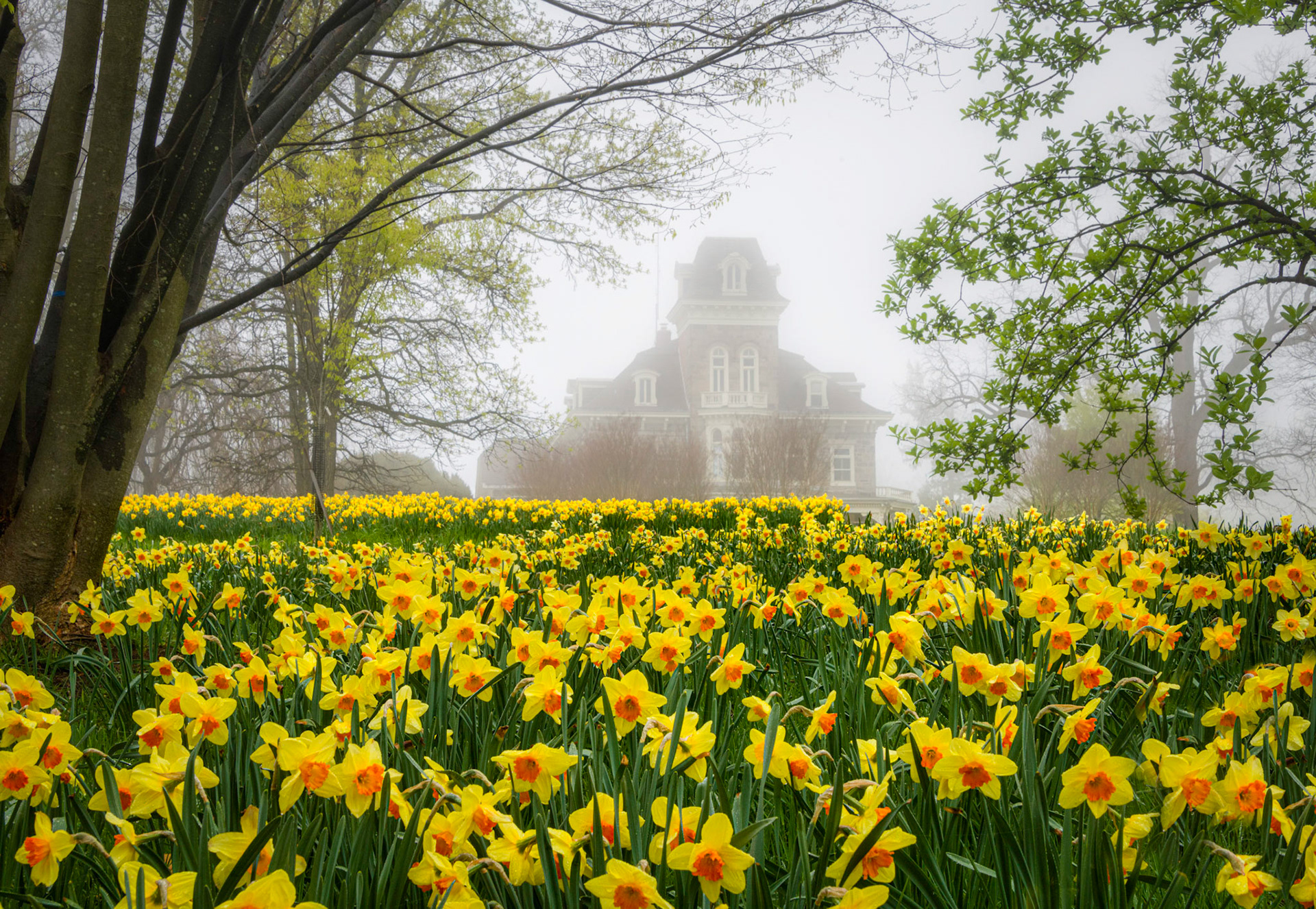 Mansion in the Mist, Afloat a Sea of Dafodiles