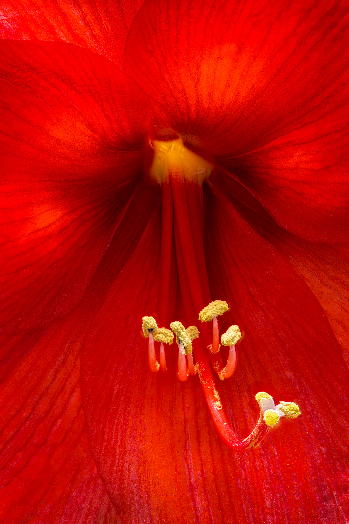 Valentines Day Petal Porn