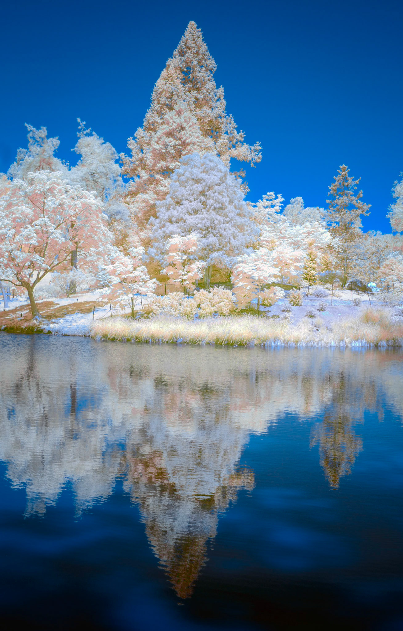 Reflections on the pond