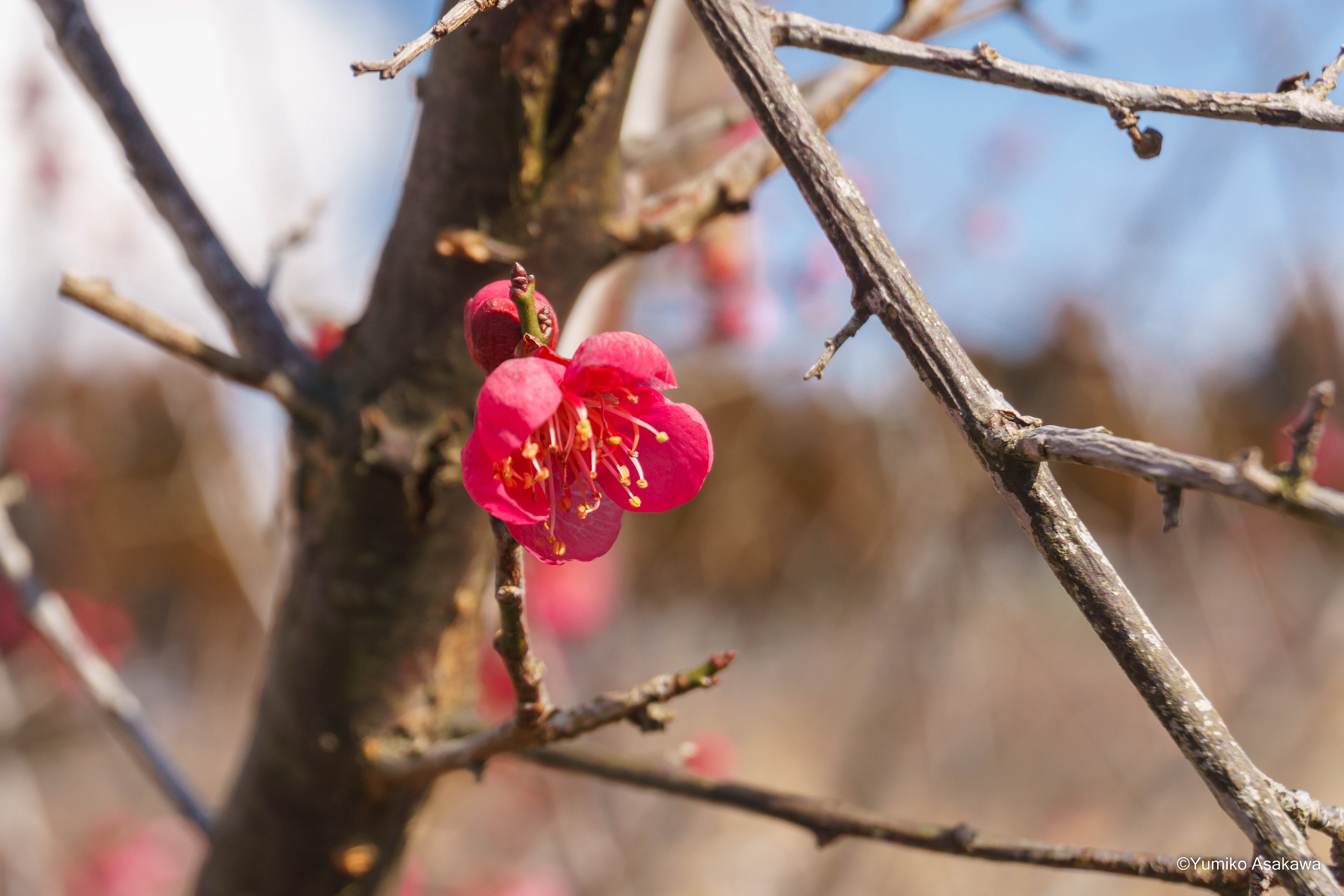 Red plum blossoms(紅梅)