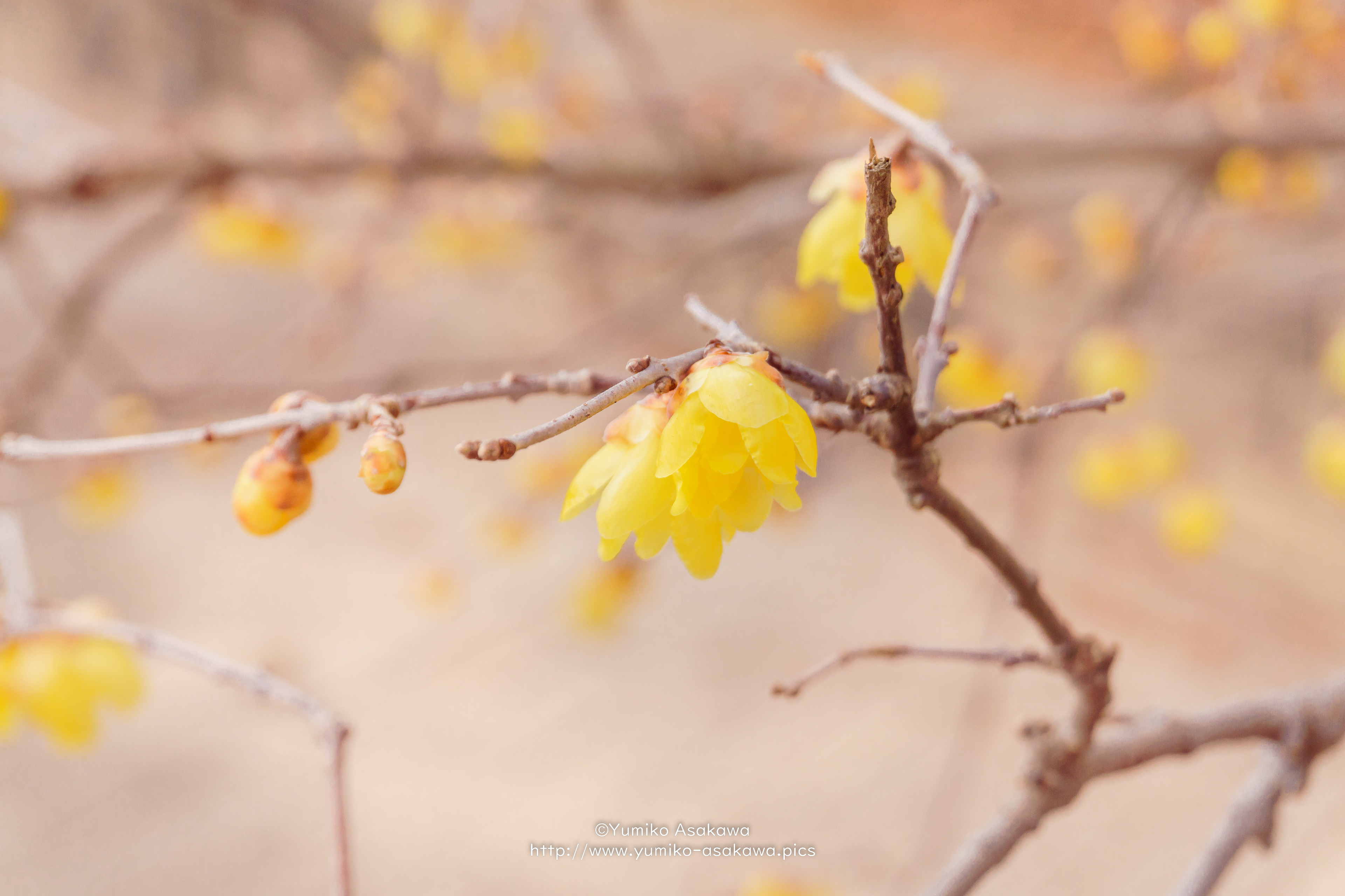 蝋梅(Wintersweet)
