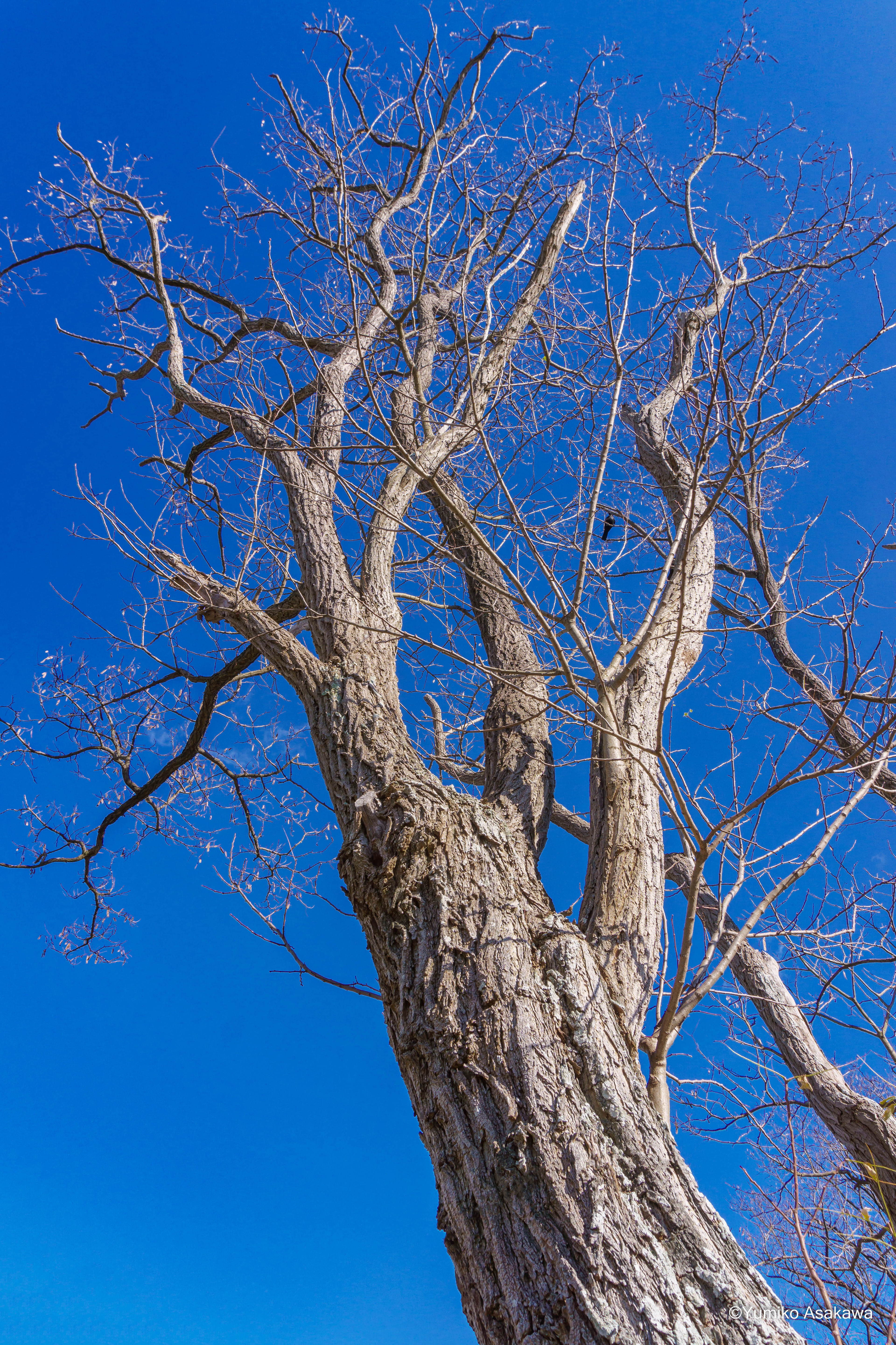 dead tree in winter(冬枯れ木)