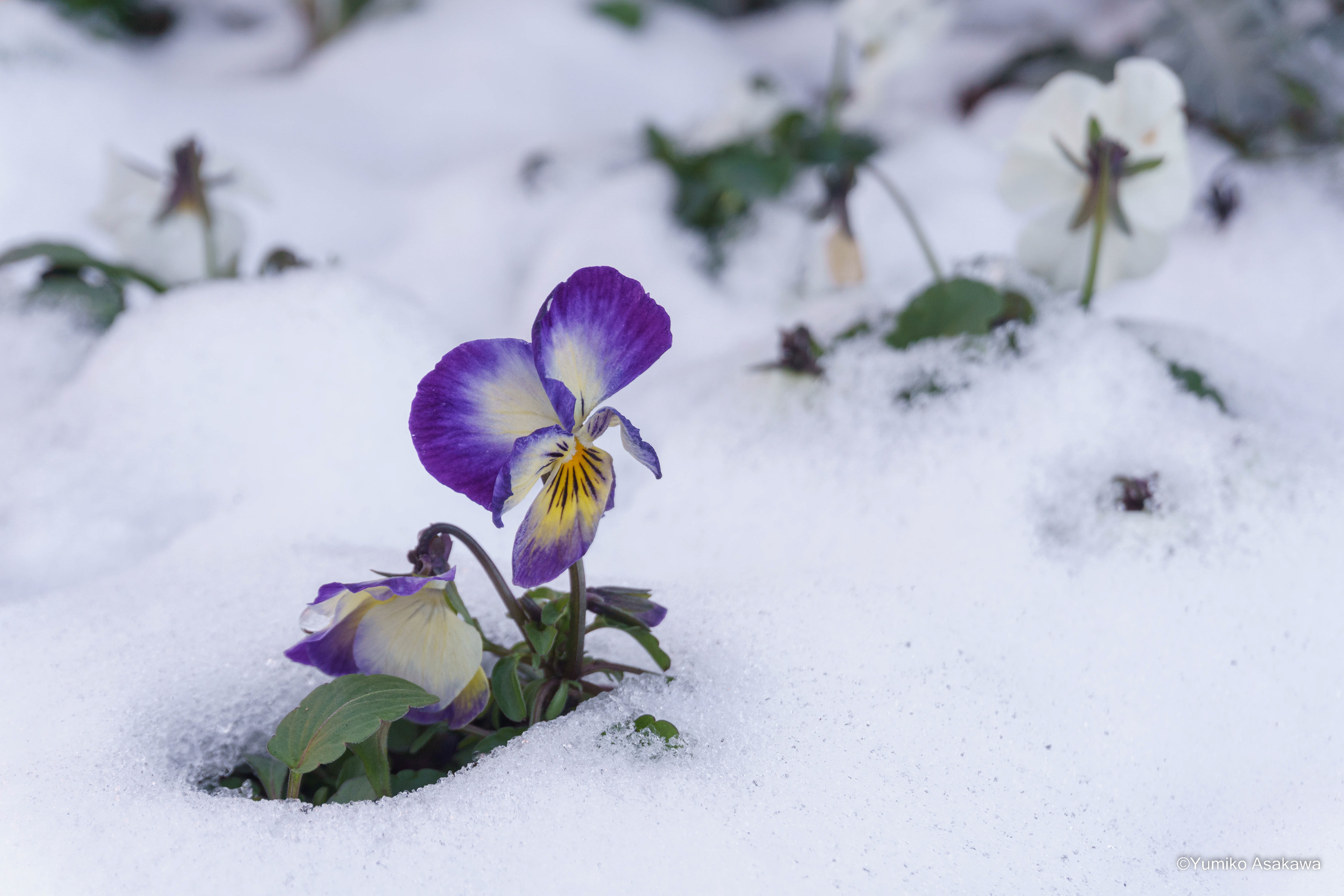 Viola flowers in snow(雪の中のビオラの花)
