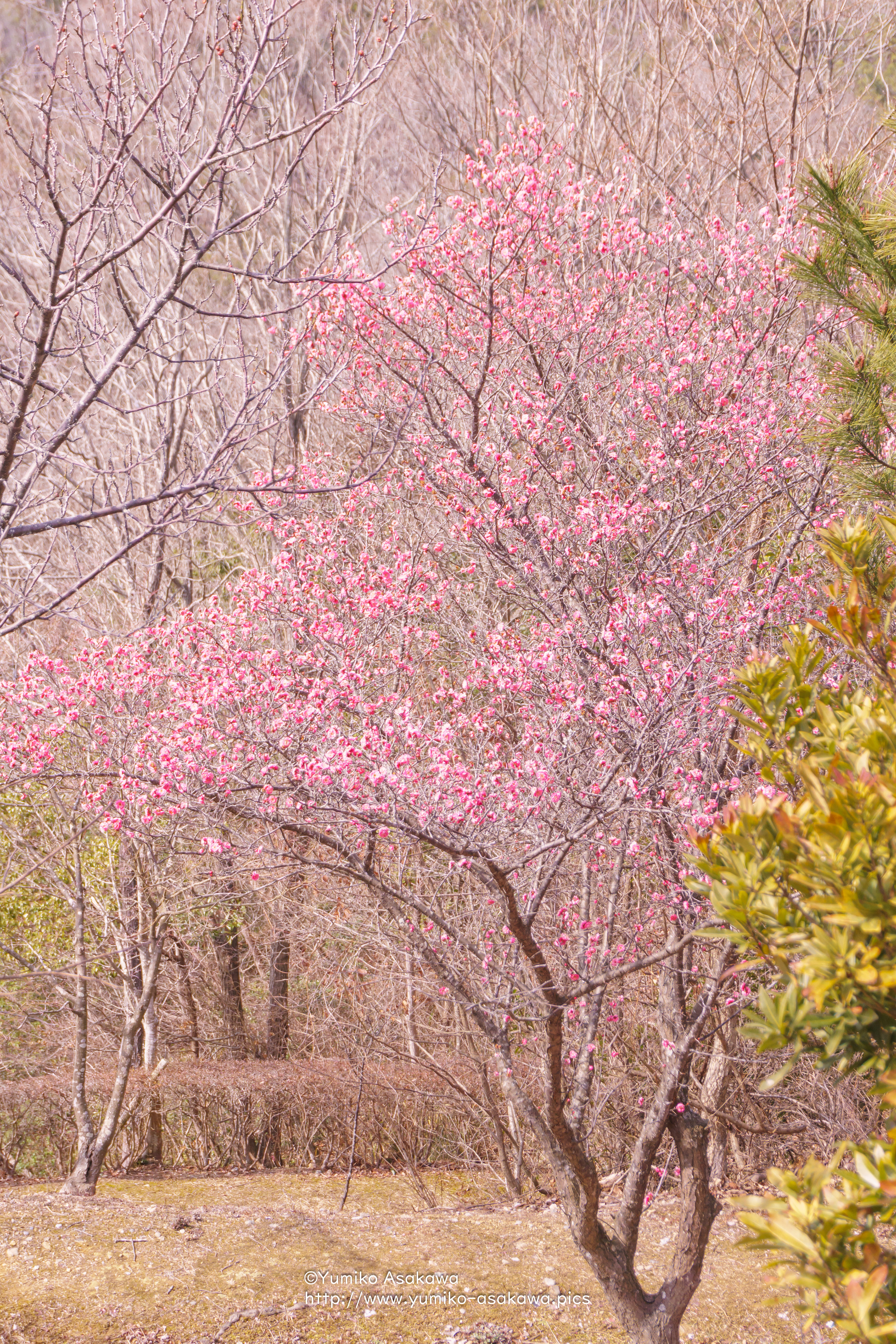 ピンクの梅の木(Pink Plum tree)