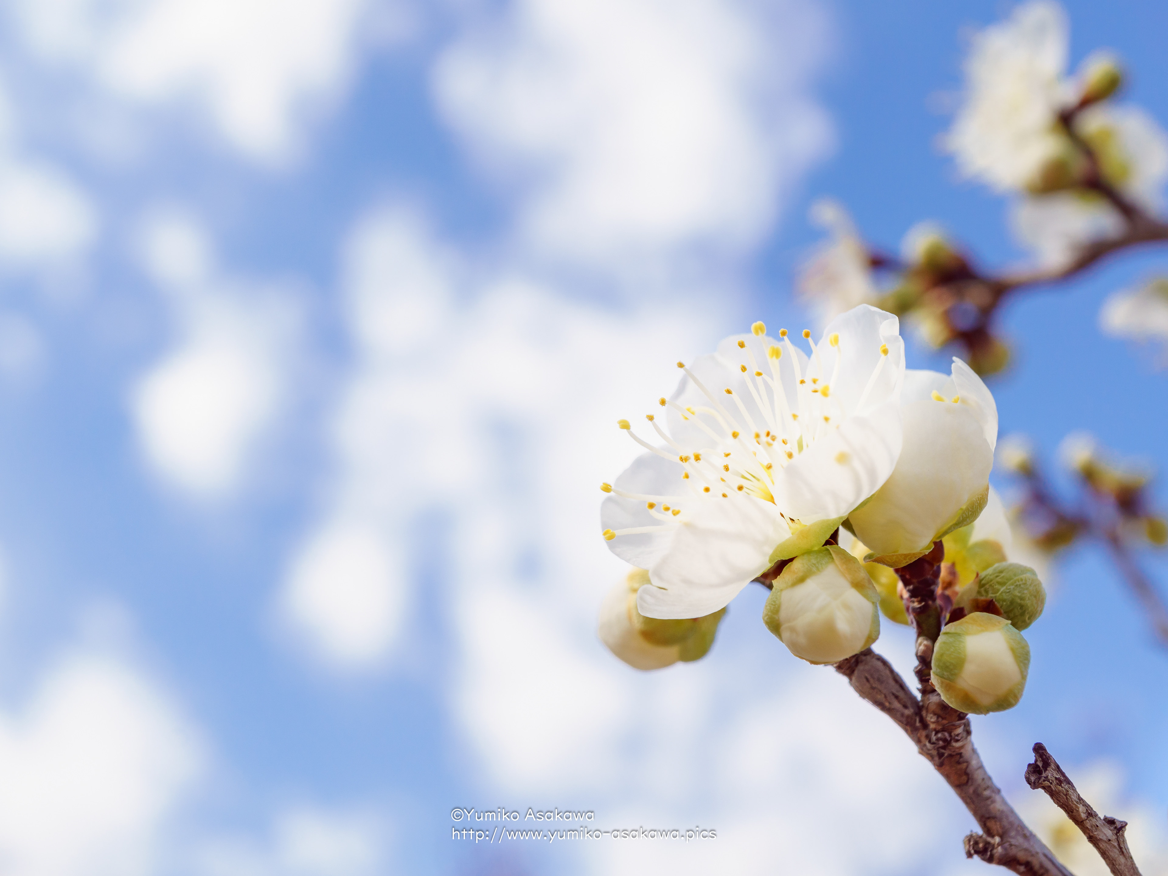 白い梅の花(White Plum blossom)