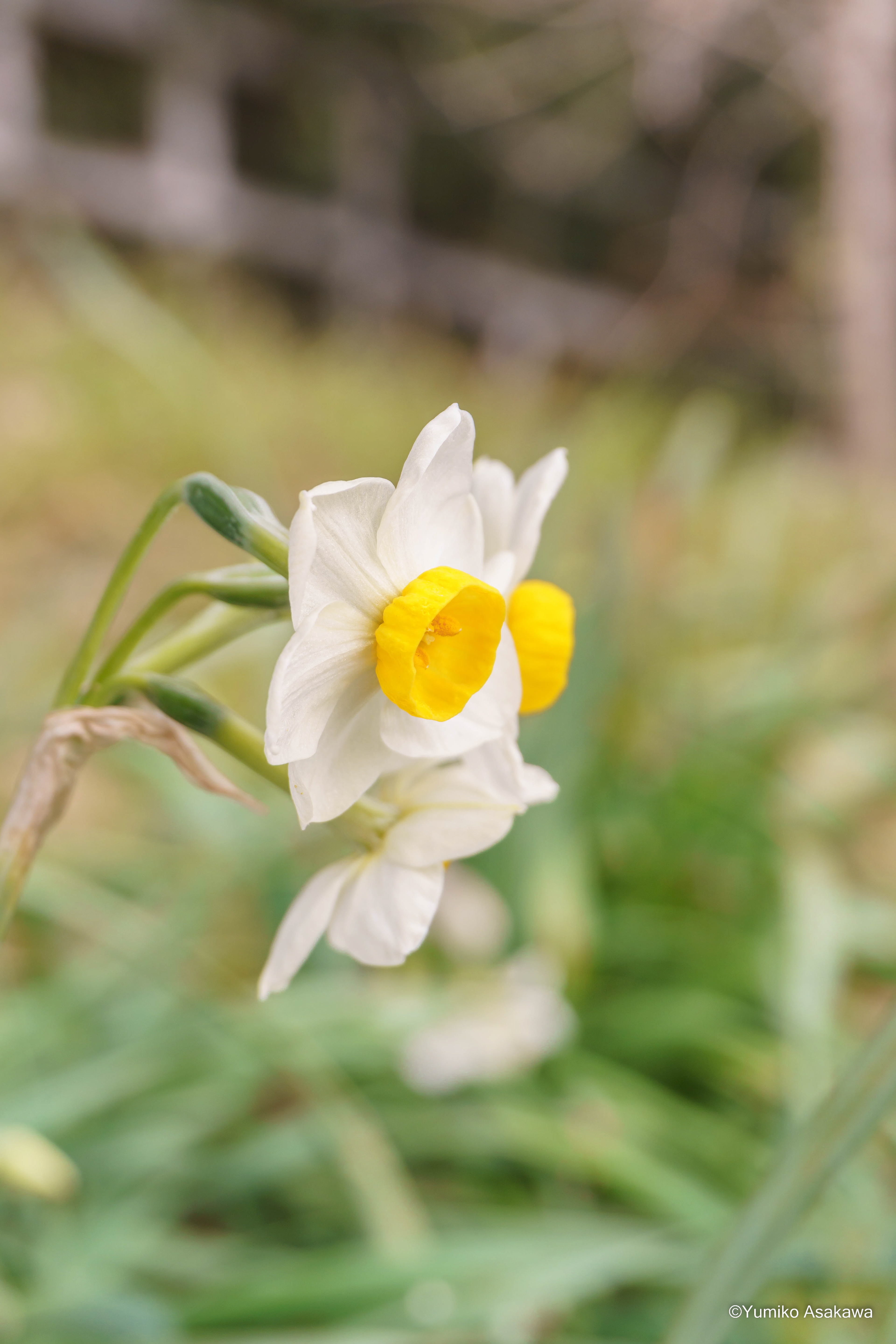 スイセンの花
