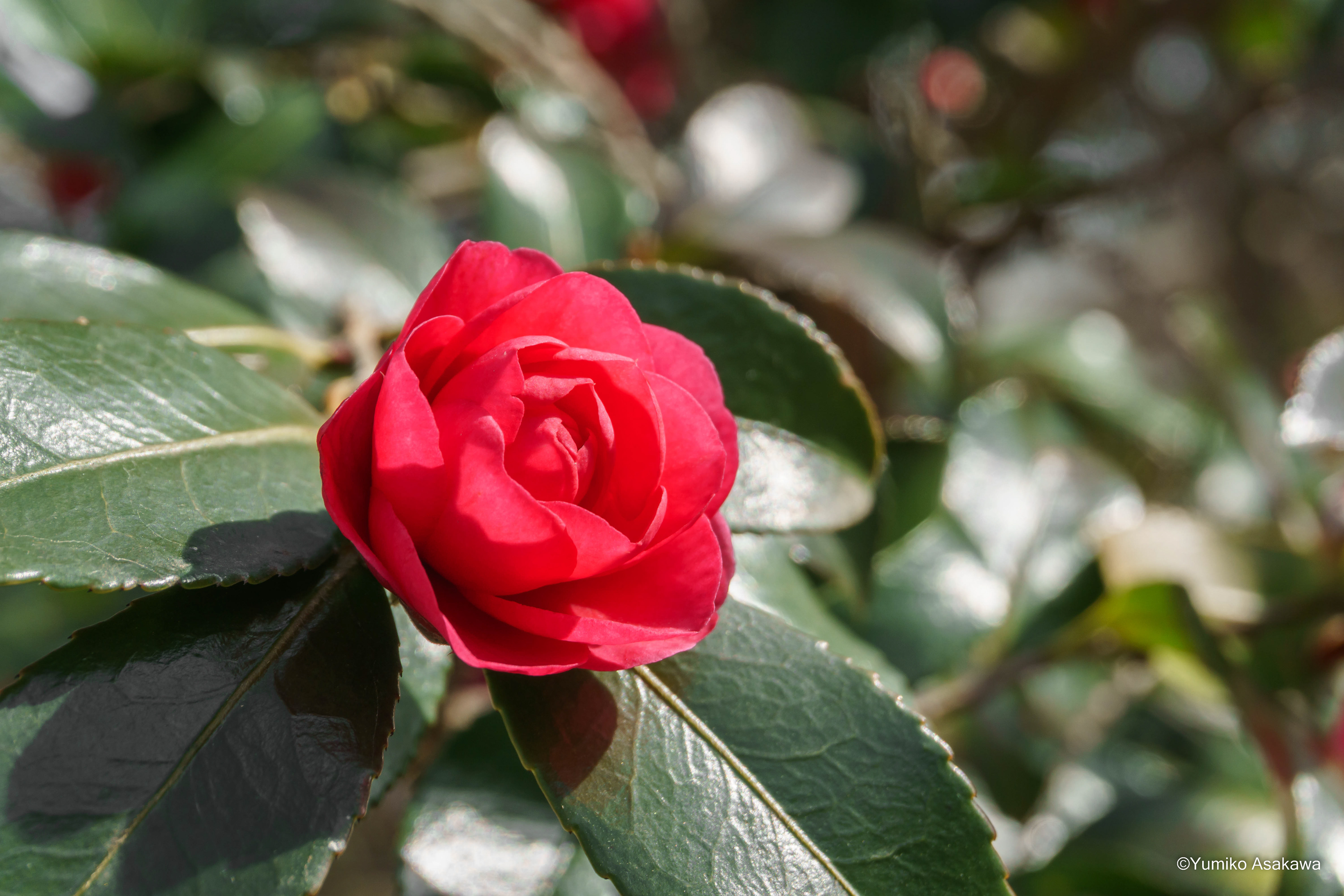 sasanqua (Camellia sasanqua、山茶花の花)