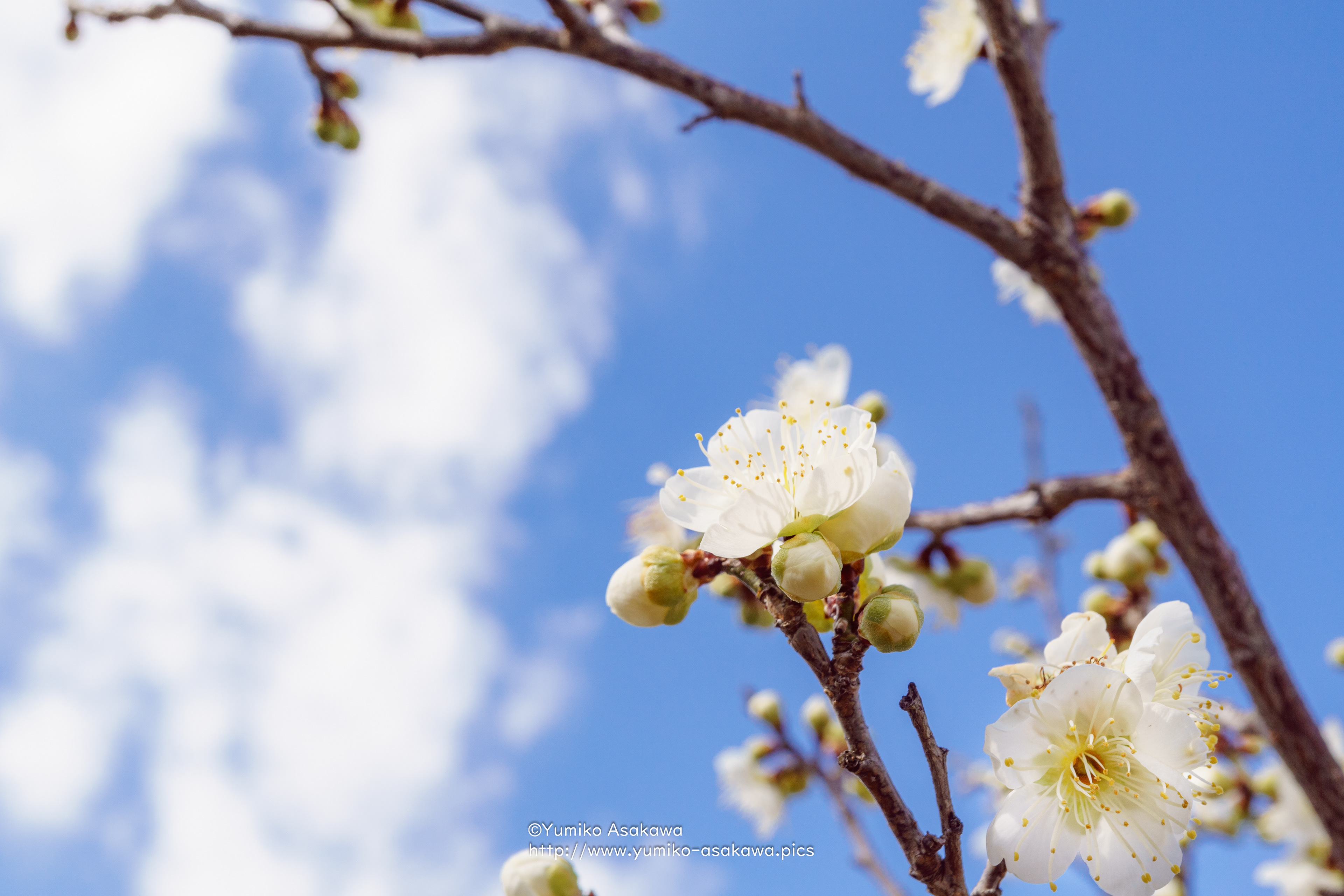 白い梅の花(White Plum blossom)