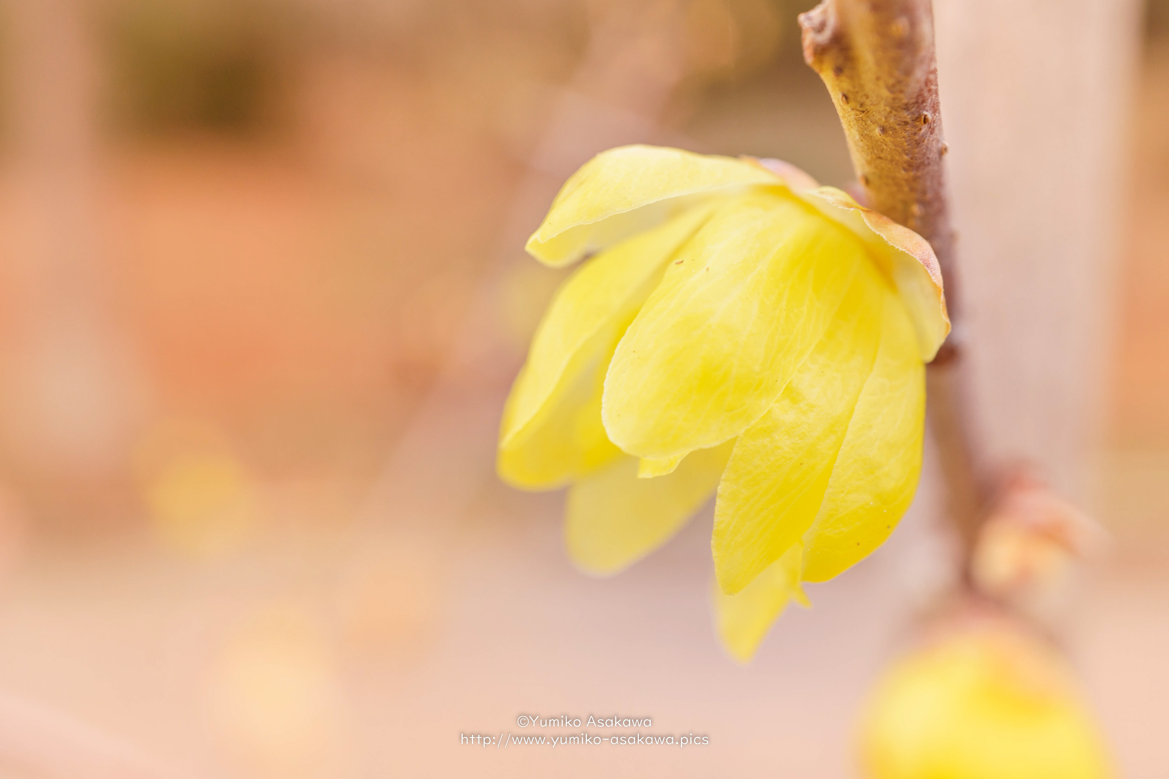 蝋梅(Wintersweet)