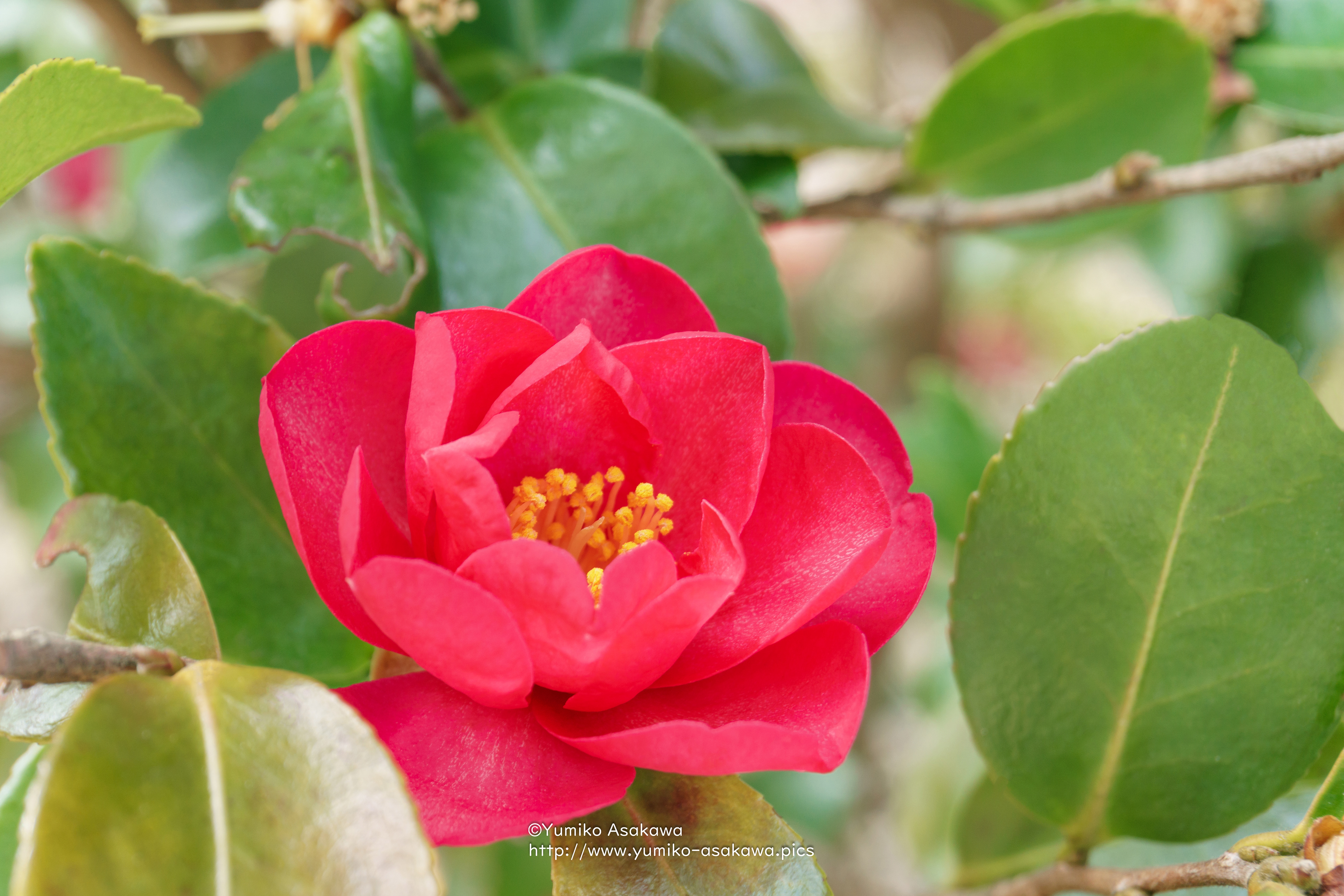 さざんか(Sasanqua Camellia)