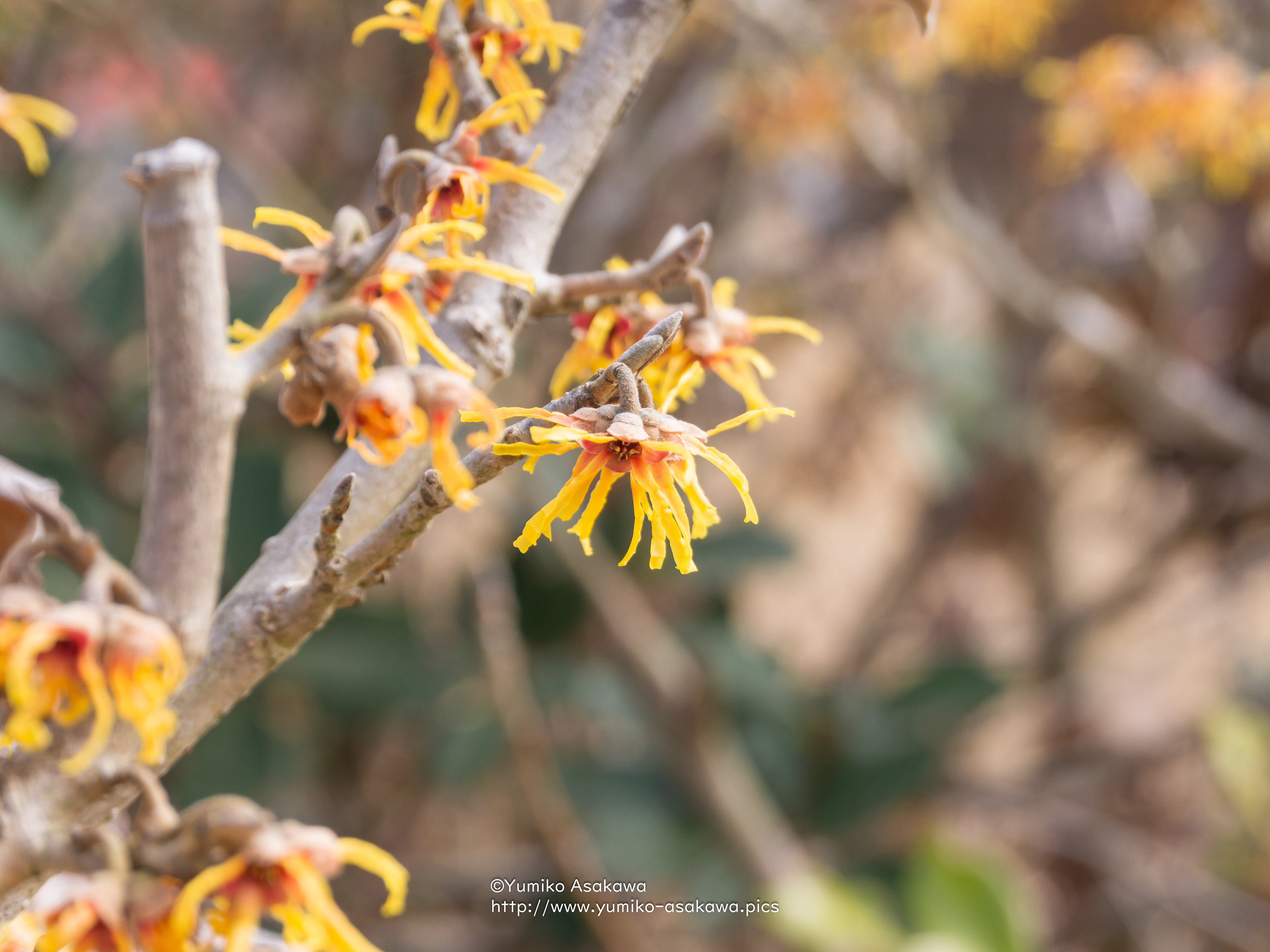 マンサクの花(Witch hazel)