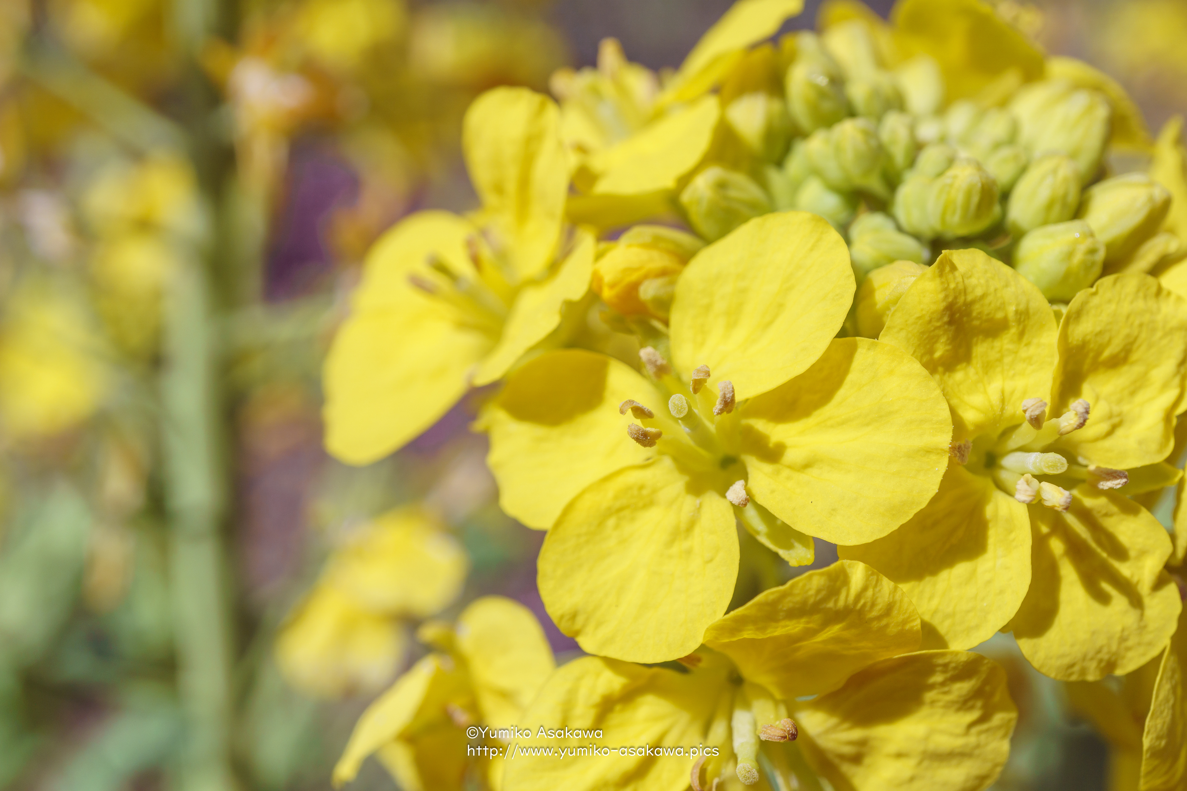 菜の花(Canola flower)